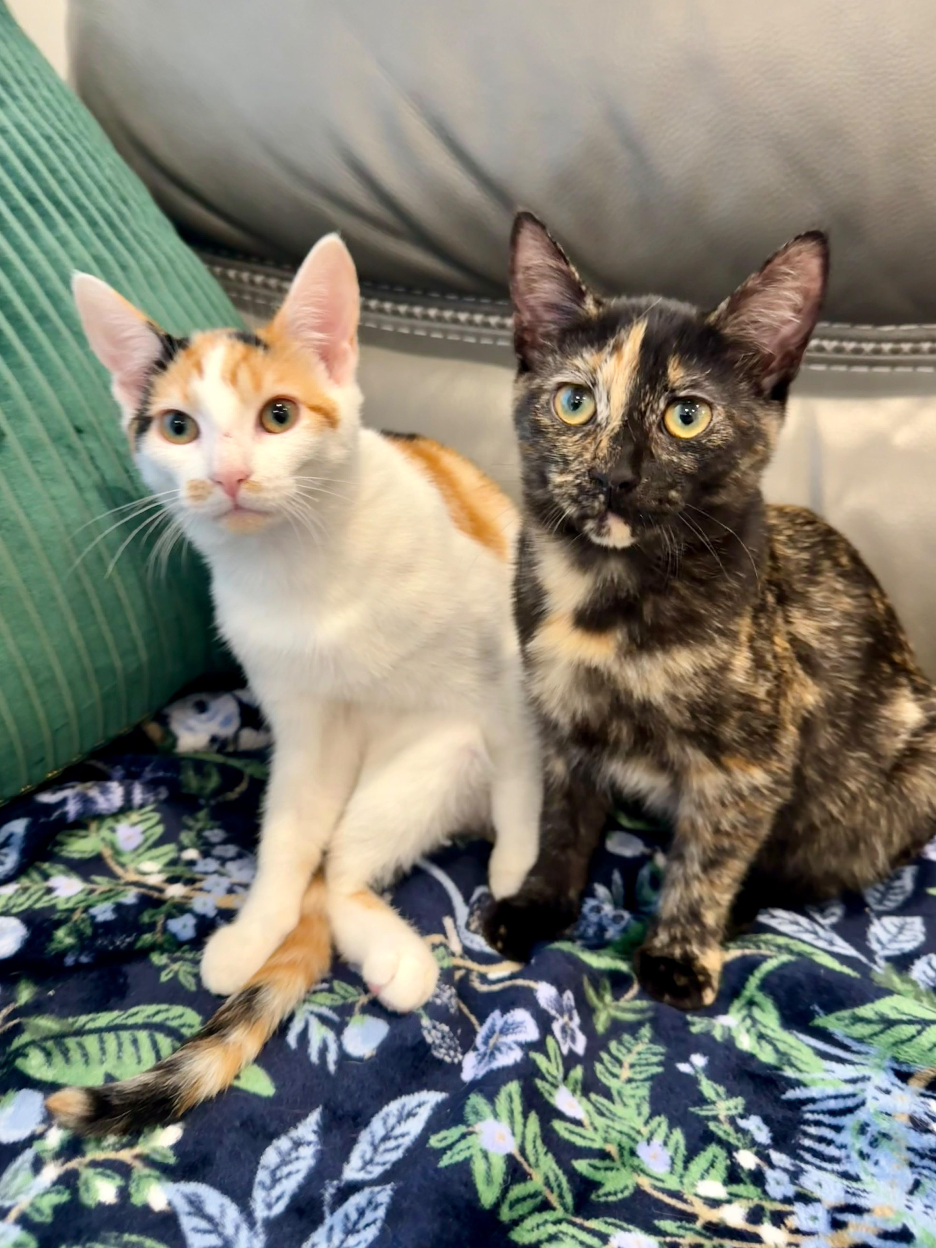 Enlarge Sienna, a Adoptable Calico in Atlanta, GA image 2/5