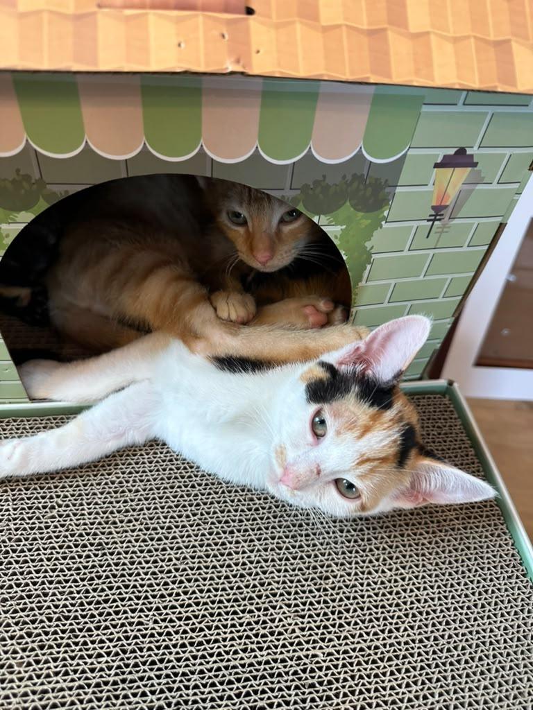 Enlarge Sienna, a Adoptable Calico in Atlanta, GA image 4/5