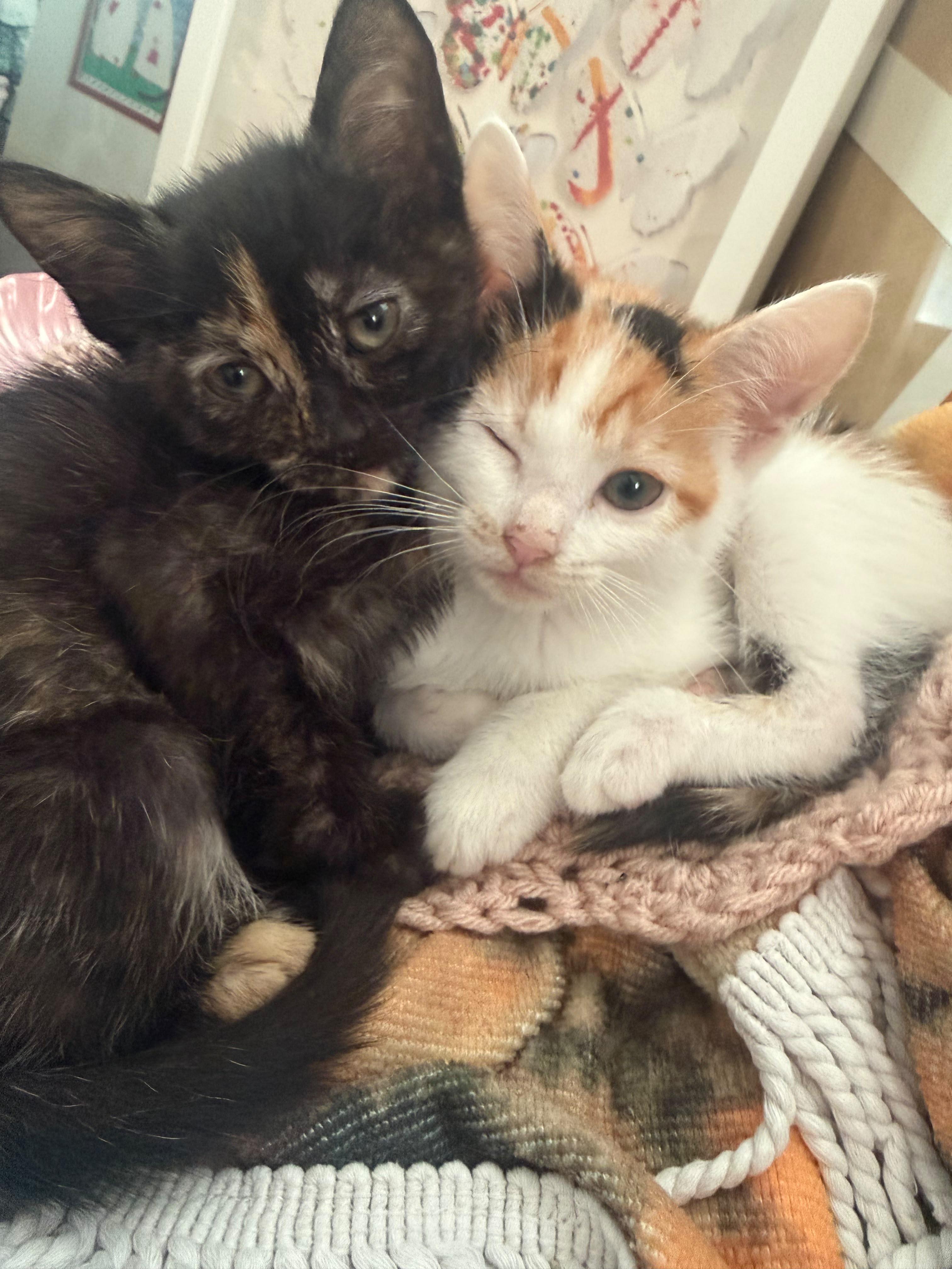 Enlarge Sienna, a Adoptable Calico in Atlanta, GA image 3/5