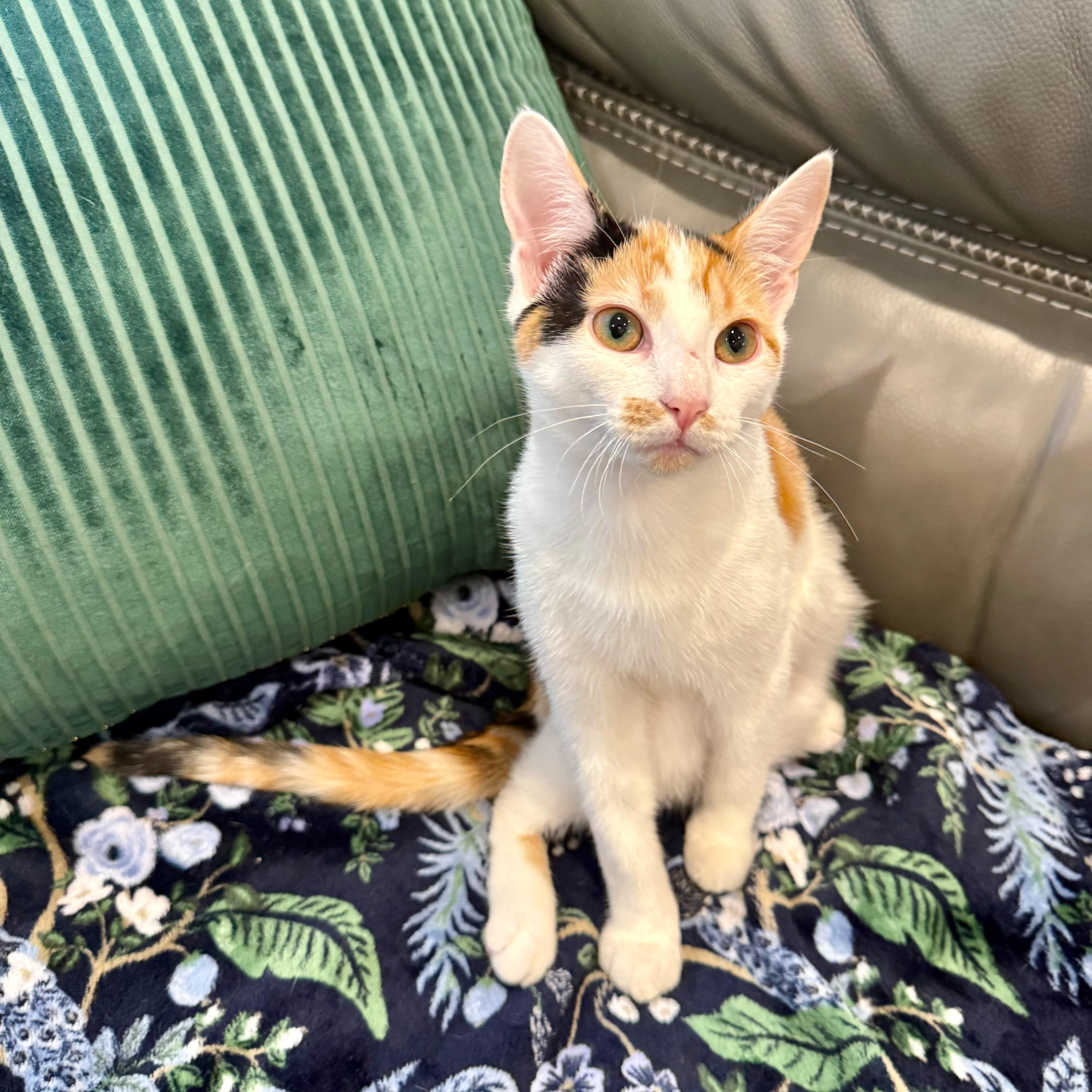 Enlarge Sienna, a Adoptable Calico in Atlanta, GA image 1/5