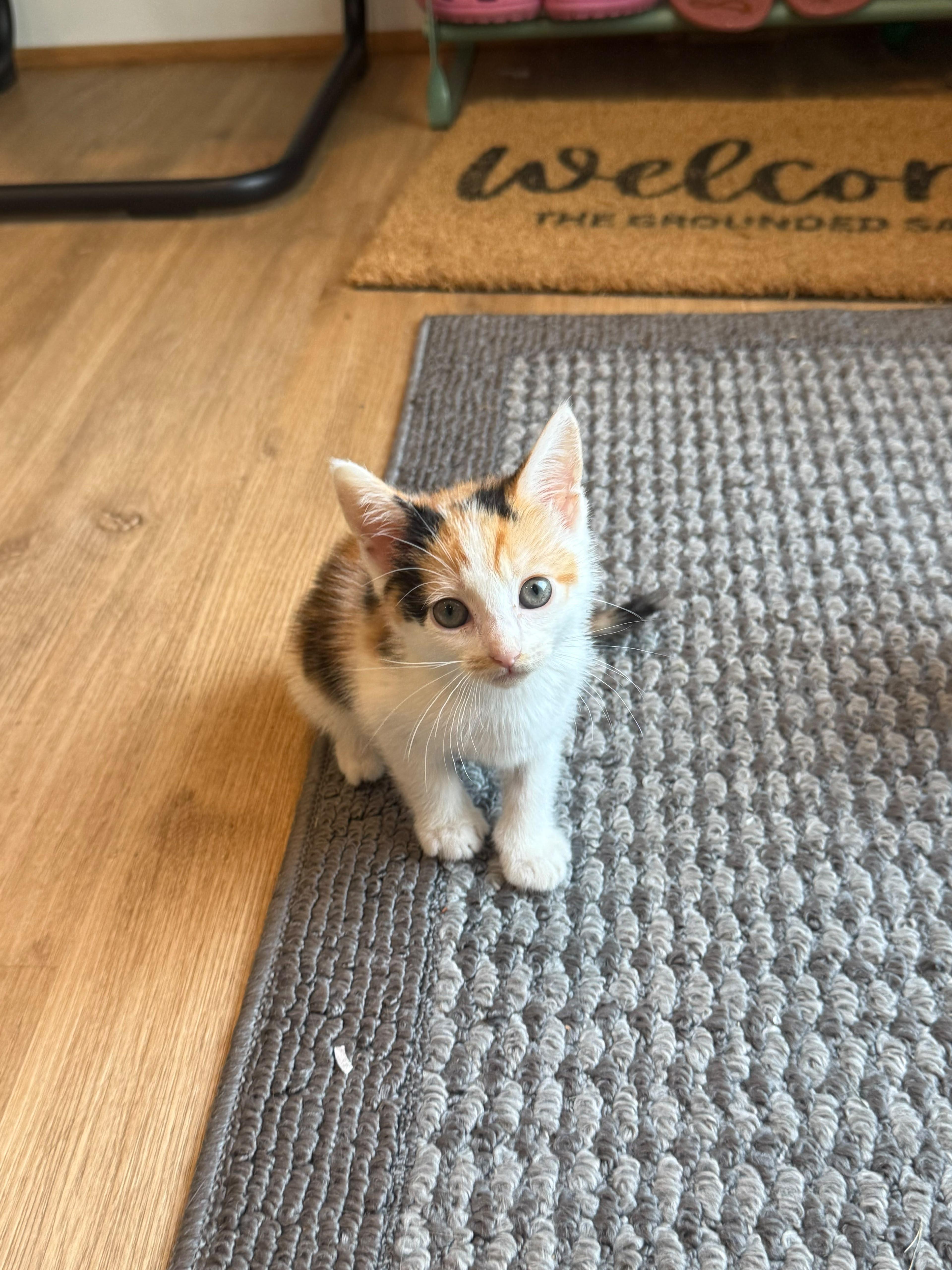 Enlarge Sienna, a Adoptable Calico in Atlanta, GA image 5/5