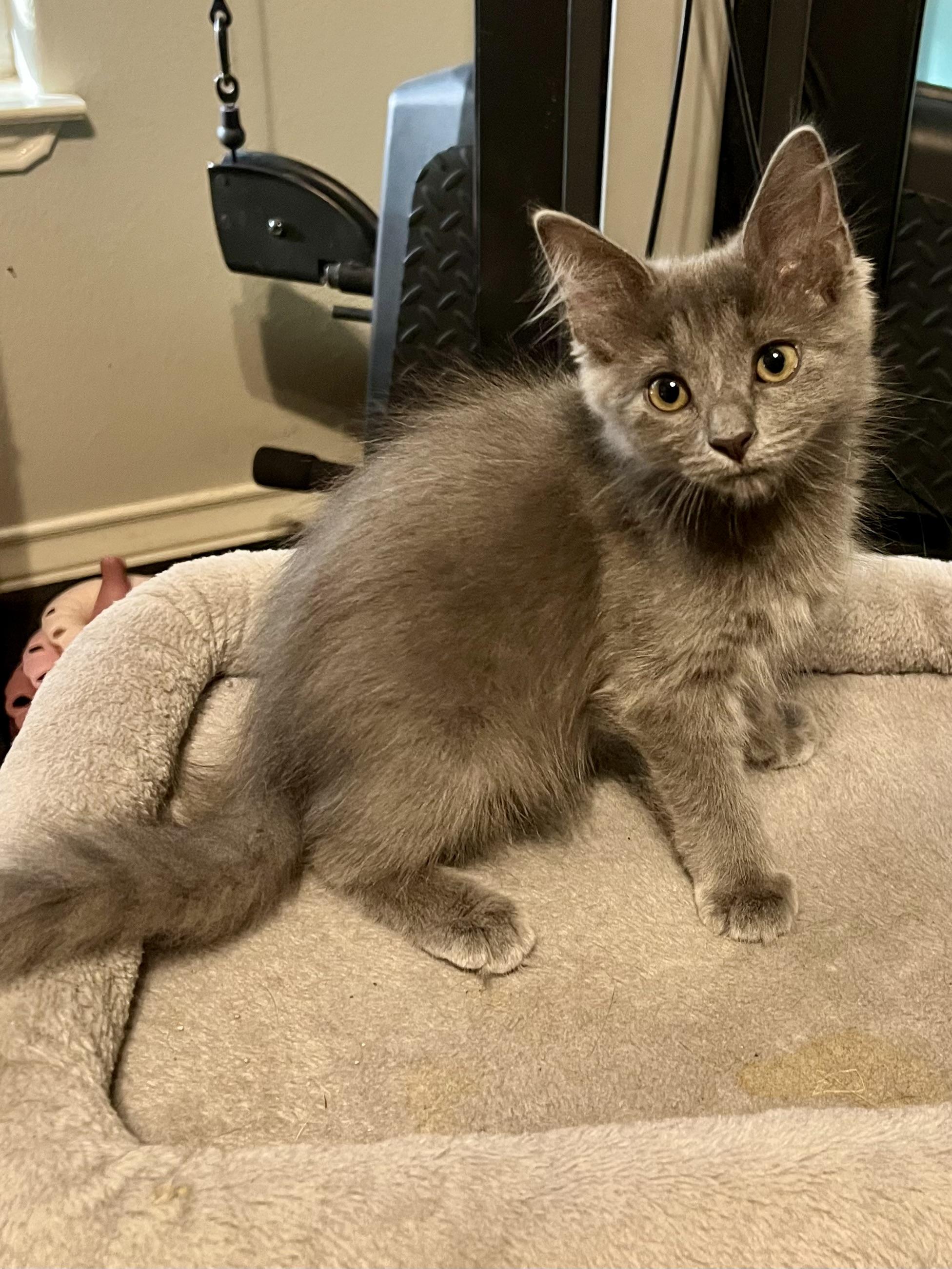 Silvia CR, adopted, Kitten Female Domestic Medium Hair & Russian Blue.