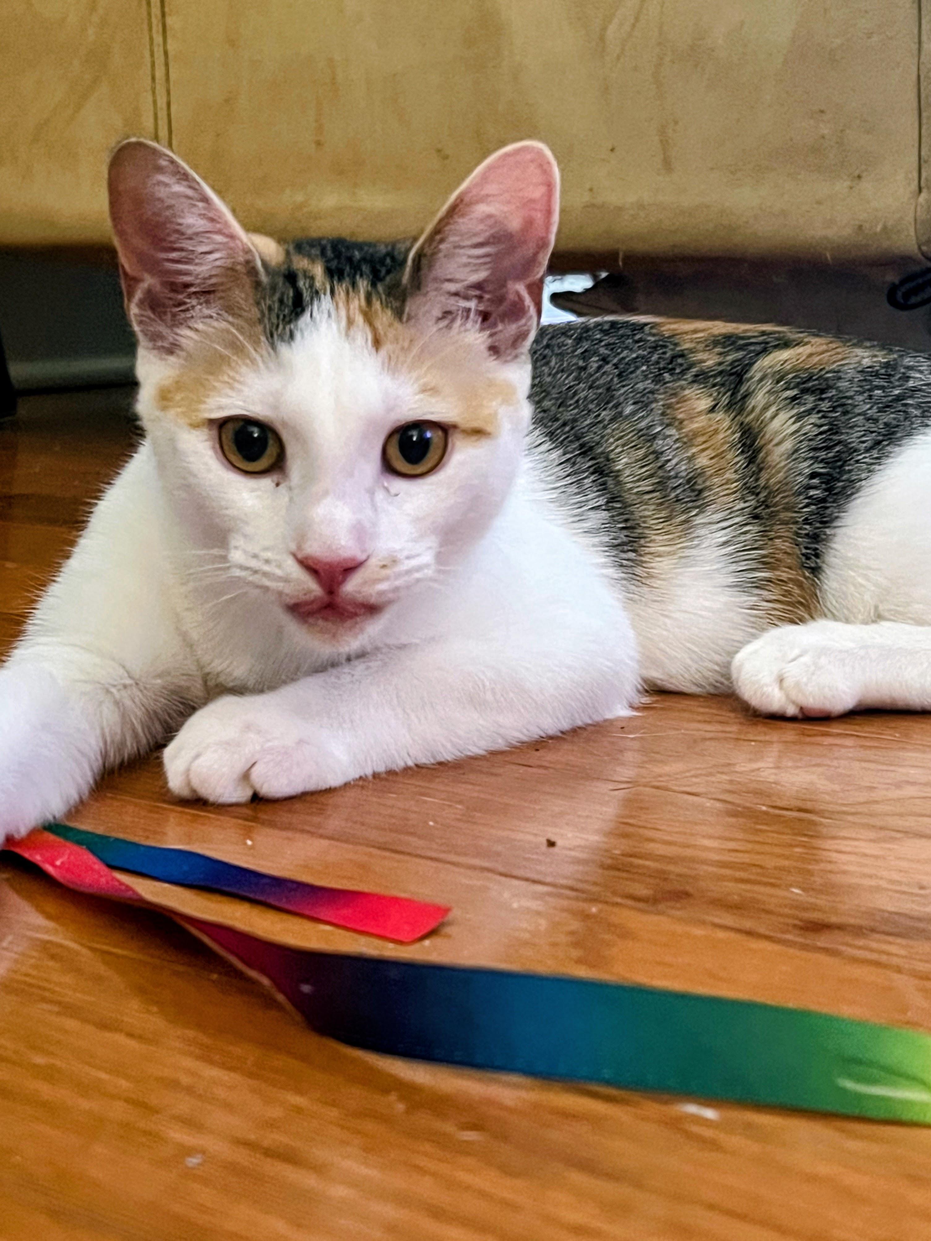 Misfit, a Adoptable Domestic Short Hair in Apex, NC image 2/6