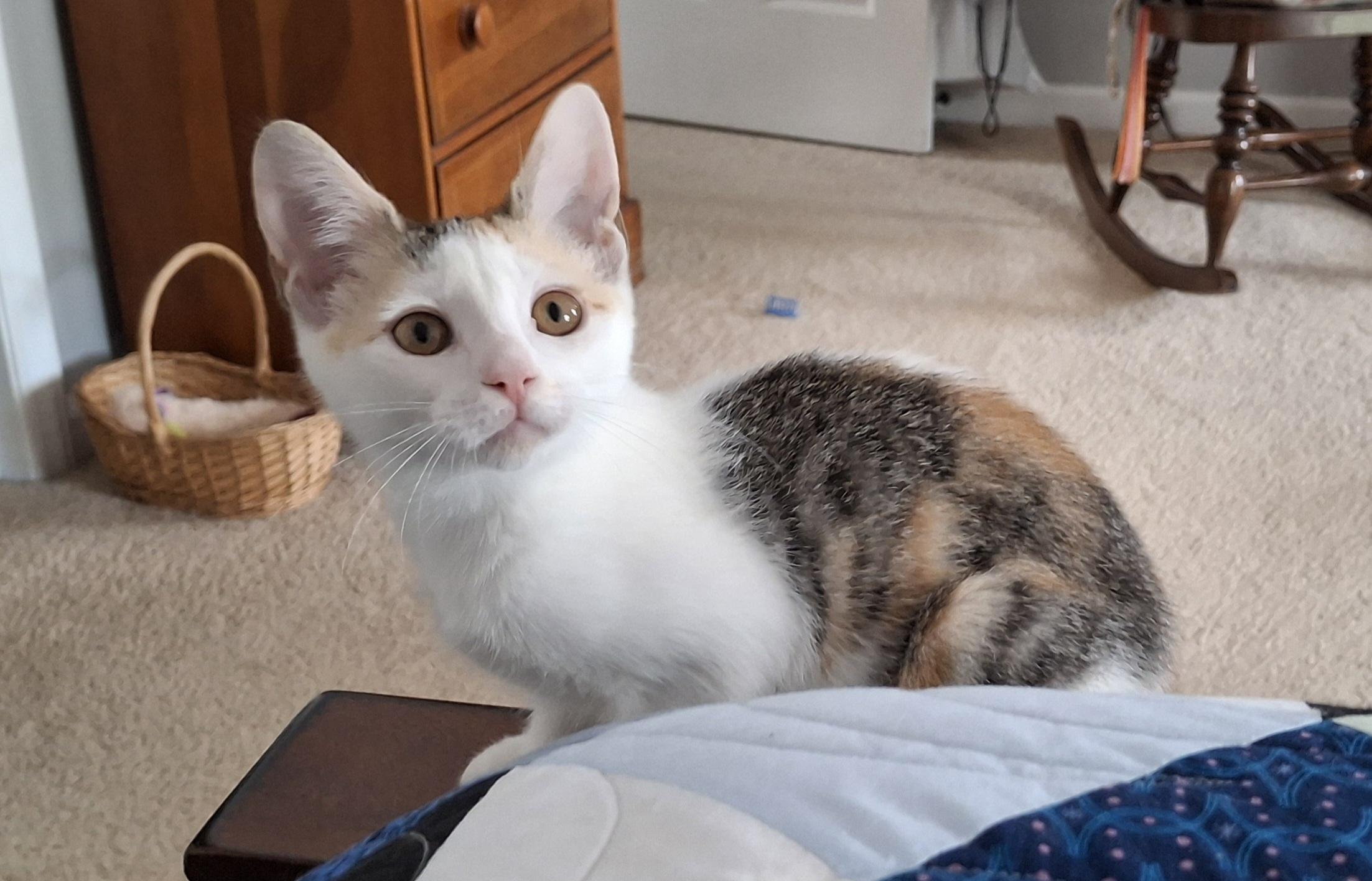 Misfit, a Adoptable Domestic Short Hair in Apex, NC image 2/4