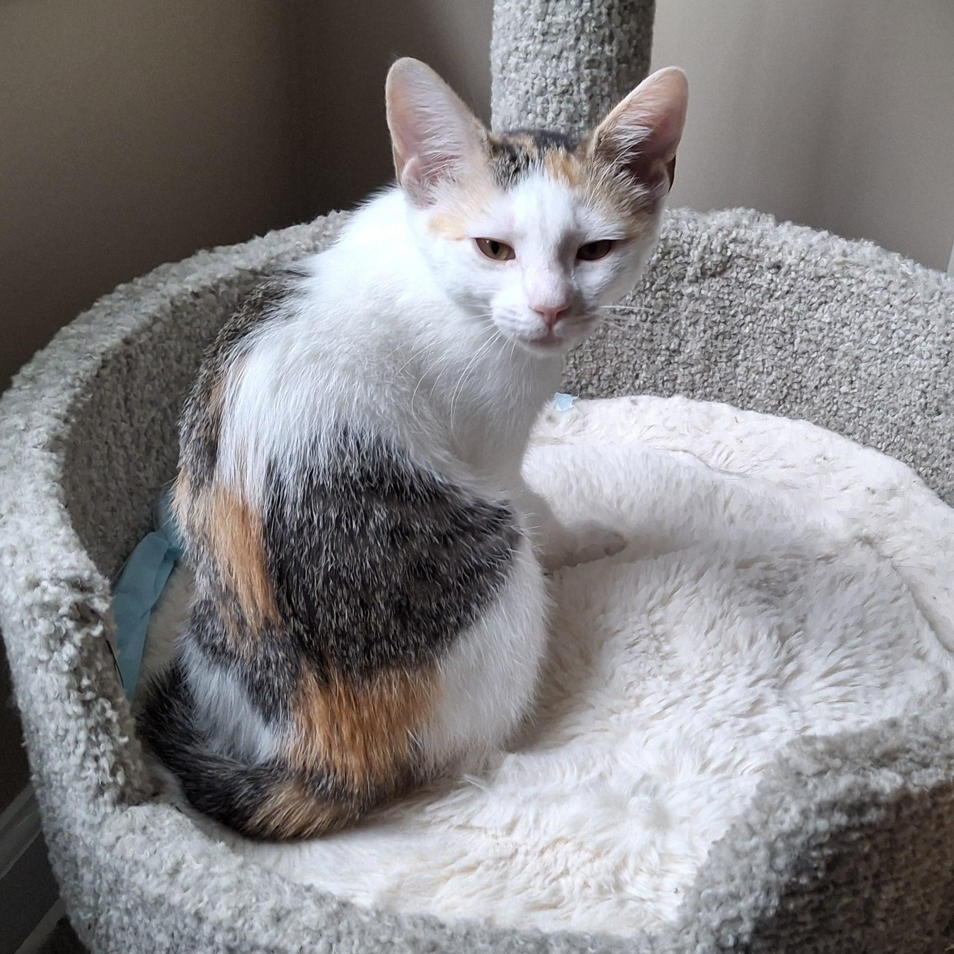 Misfit, a Adoptable Domestic Short Hair in Apex, NC image 5/6