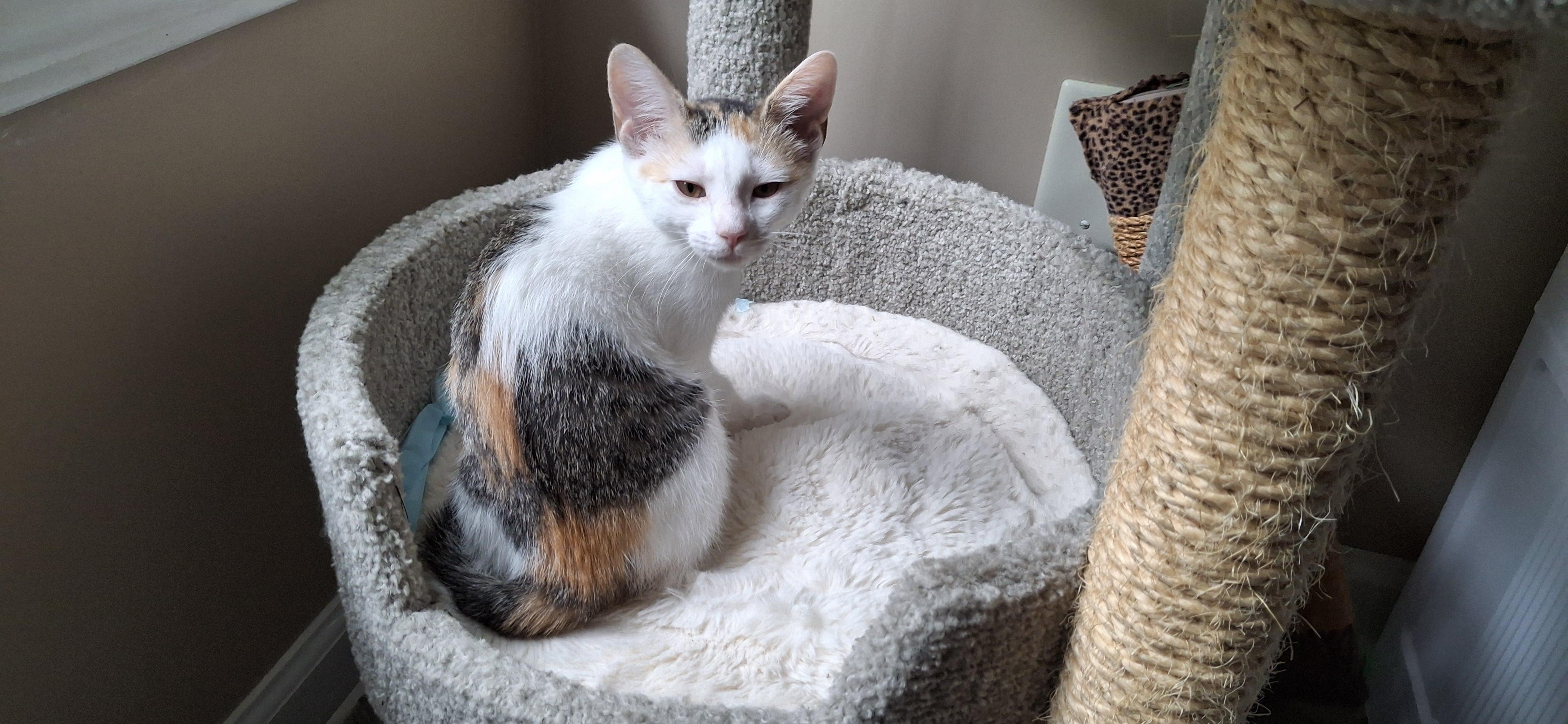 Misfit, a Adoptable Domestic Short Hair in Apex, NC image 4/4