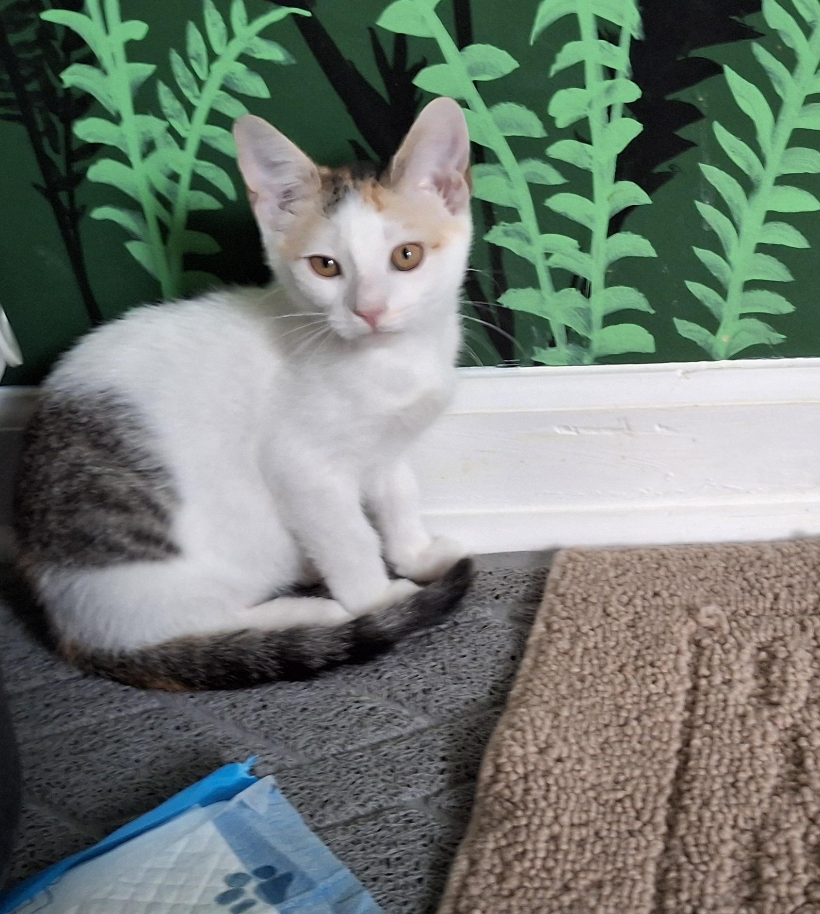 Misfit, a Adoptable Domestic Short Hair in Apex, NC image 3/4