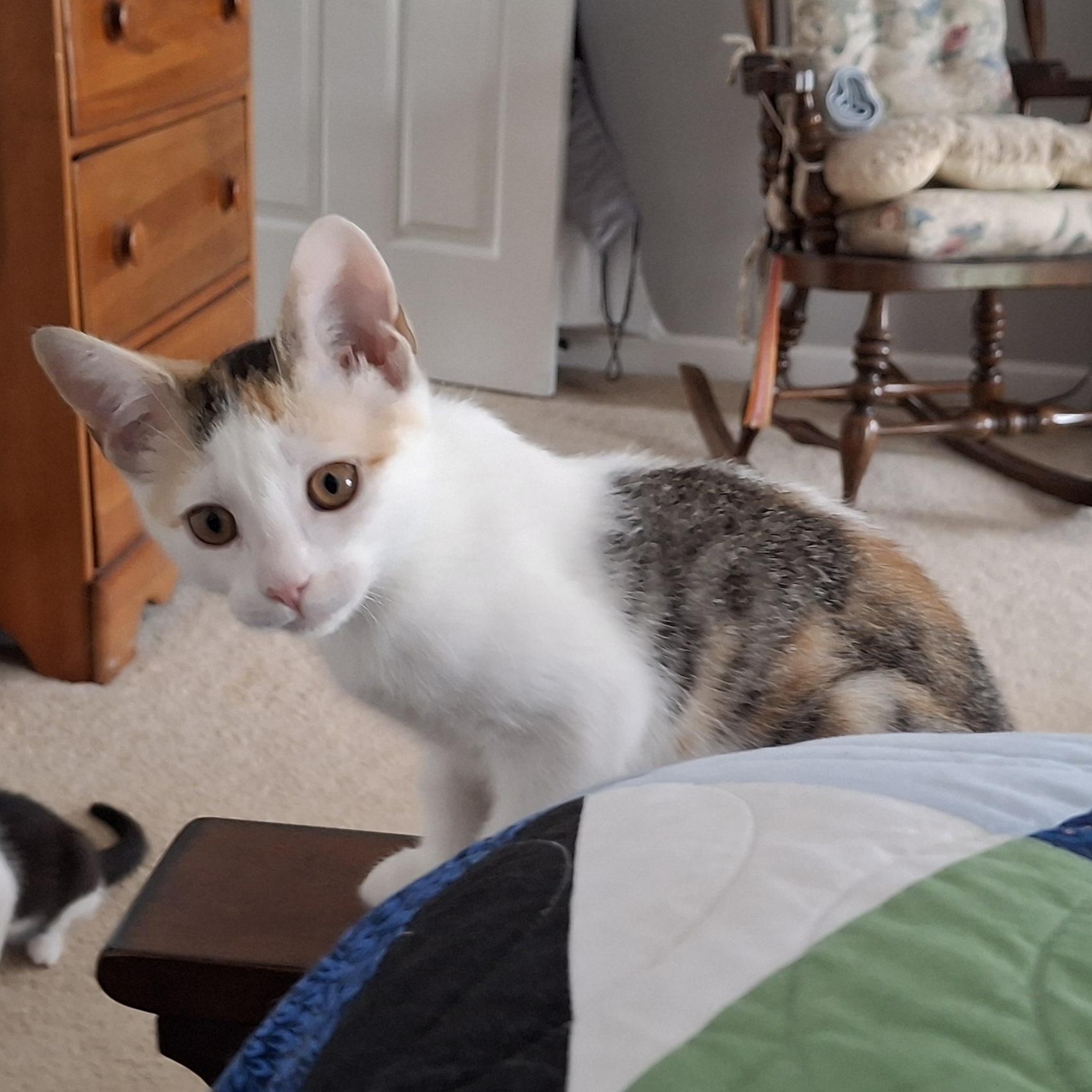 Misfit, Adoptable, Kitten Female Domestic Short Hair.
