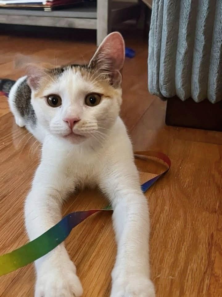 Misfit, a Adoptable Domestic Short Hair in Apex, NC image 6/6