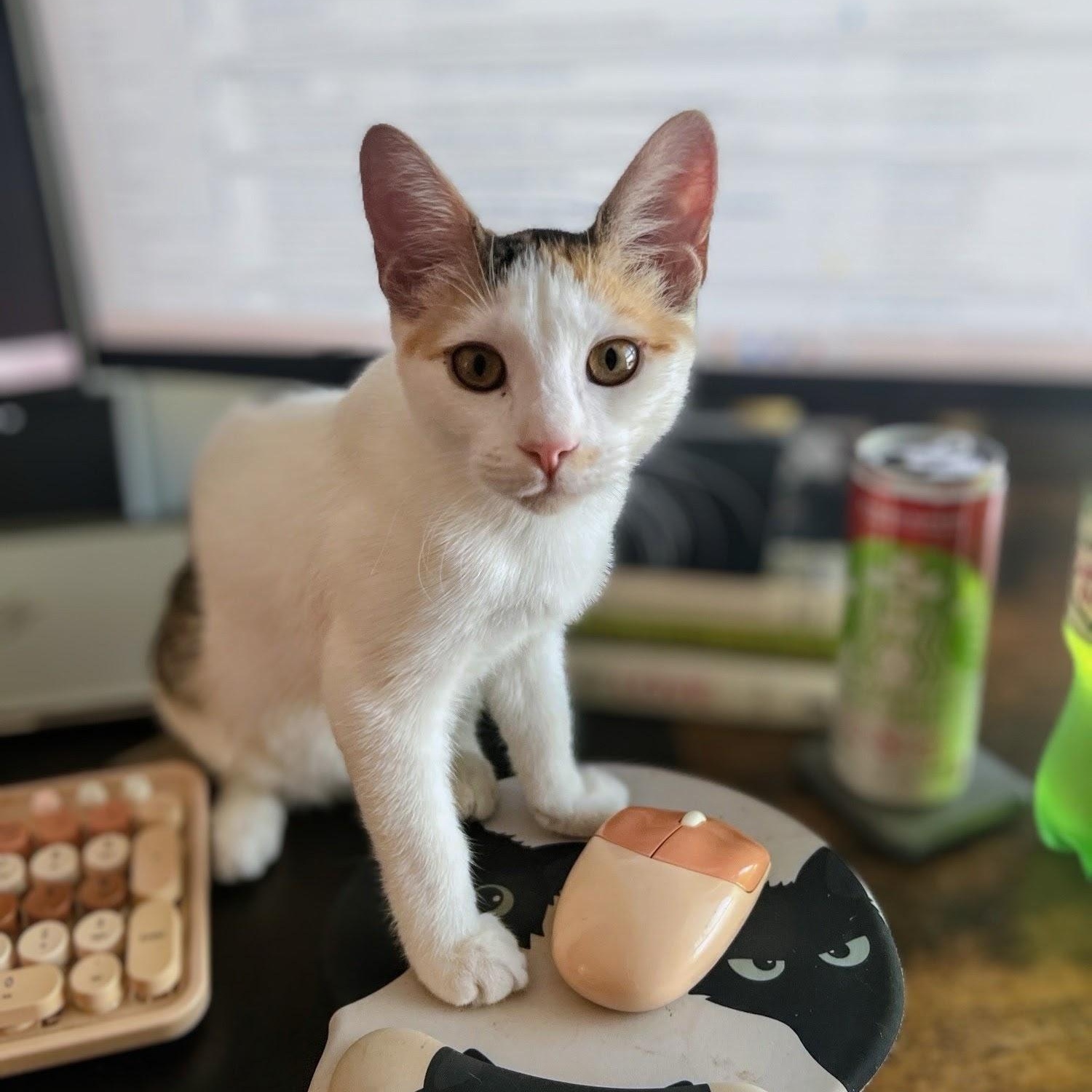 Misfit, Adoptable, Kitten Female Domestic Short Hair.