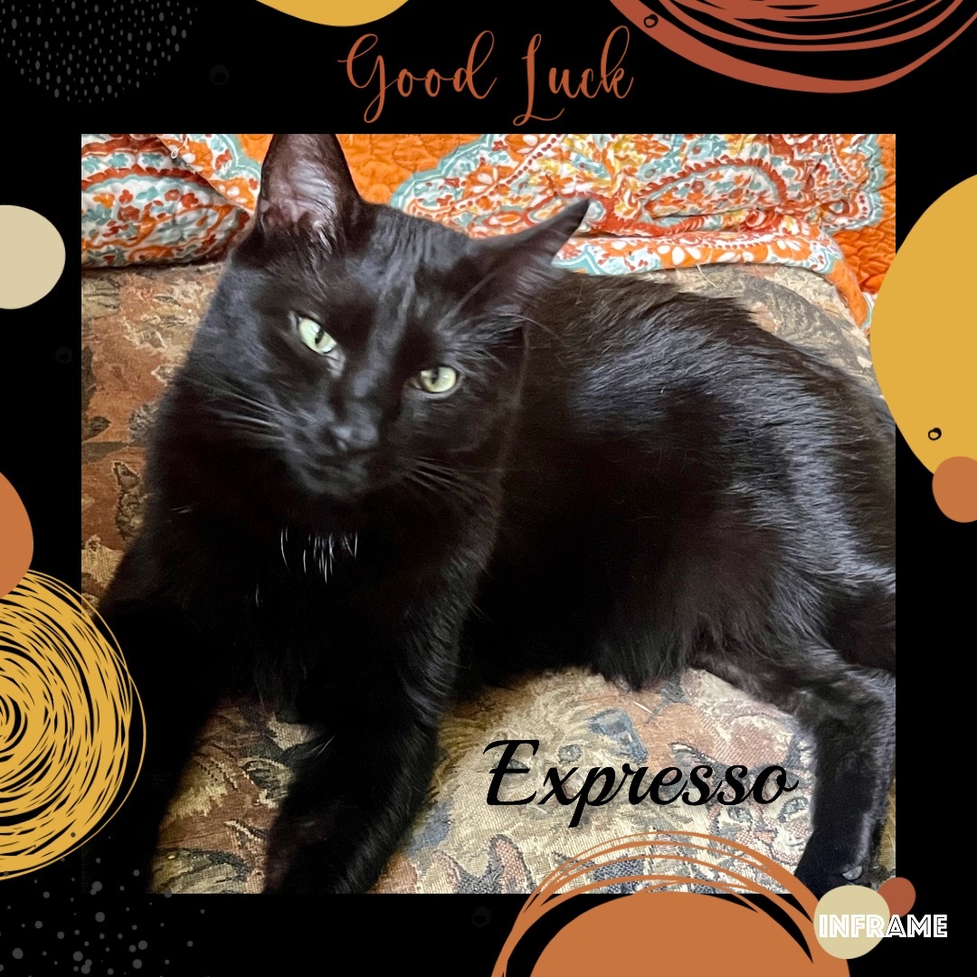 Enlarge EXPRESSO, a Adoptable American Shorthair in Apache, OK image 1/2