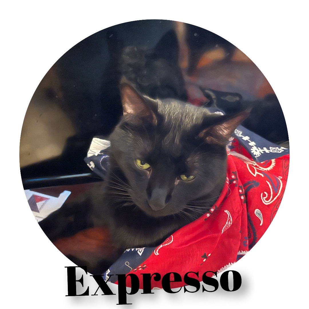 Enlarge EXPRESSO, a Adoptable American Shorthair in Apache, OK image 2/2