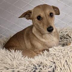 Enlarge Corkie, an adopted mixed breed in Green Valley, AZ image 1/1