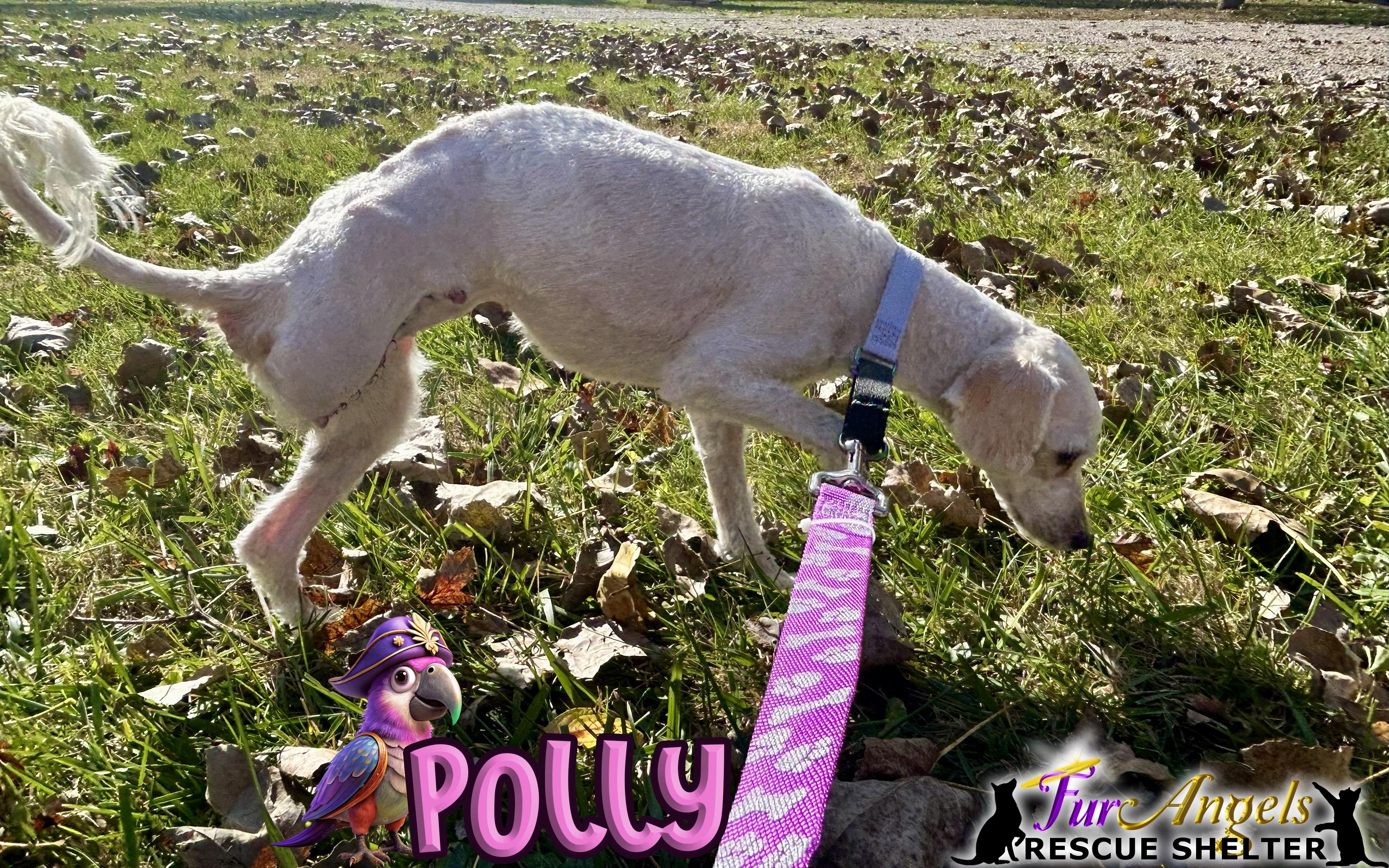 Enlarge Polly, an adopted Miniature Poodle in Toledo, OH image 2/3
