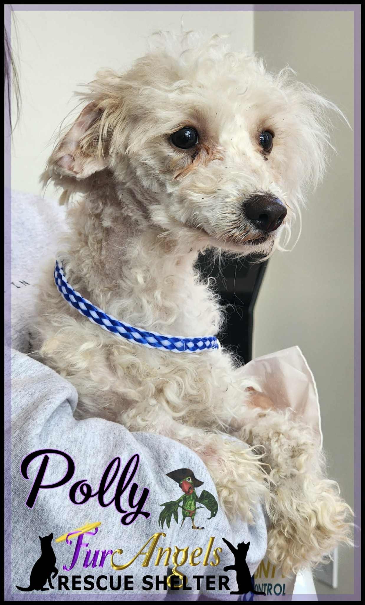 Enlarge Polly, an adopted Miniature Poodle in Toledo, OH image 3/3