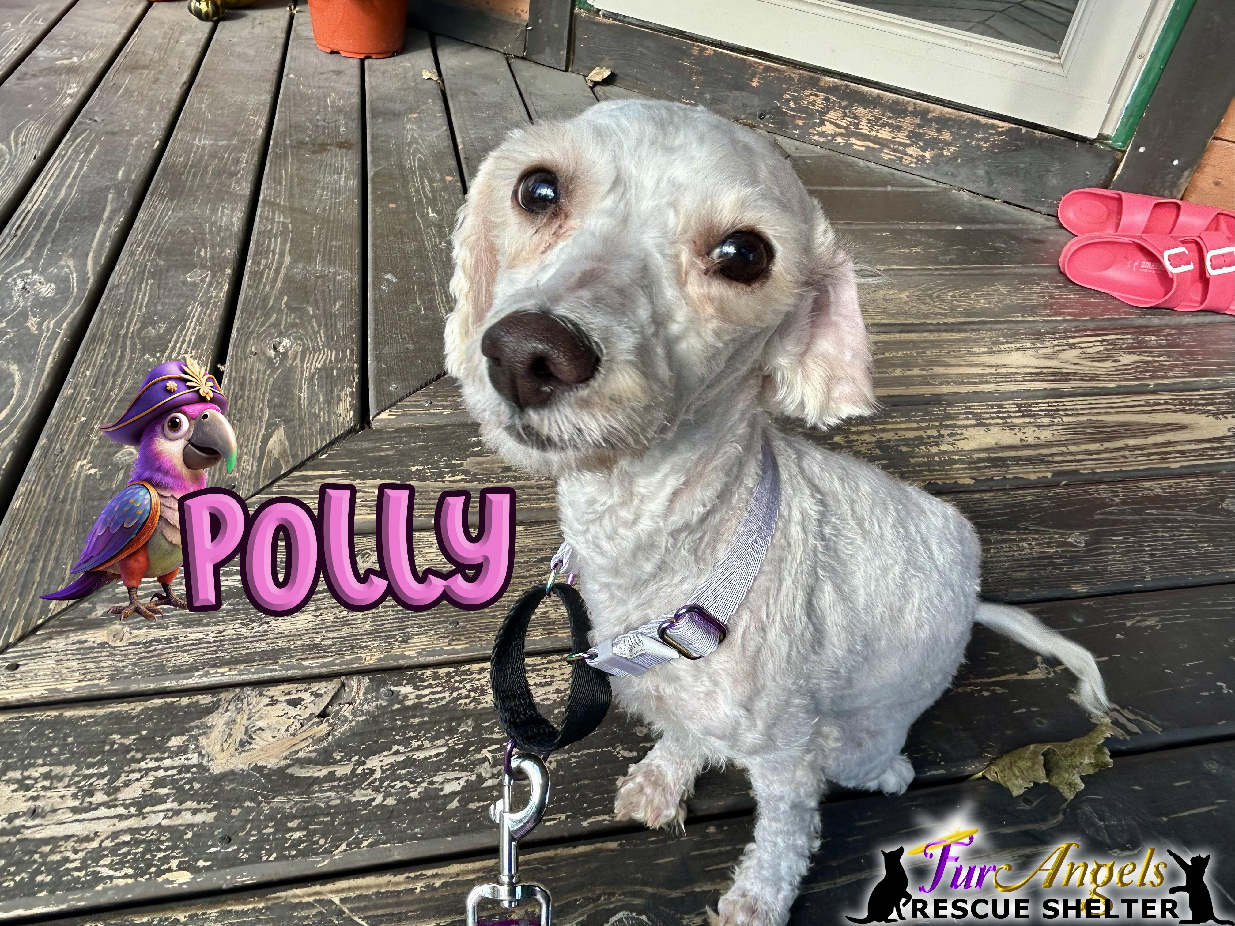 Polly, adopted, Young Female Miniature Poodle.