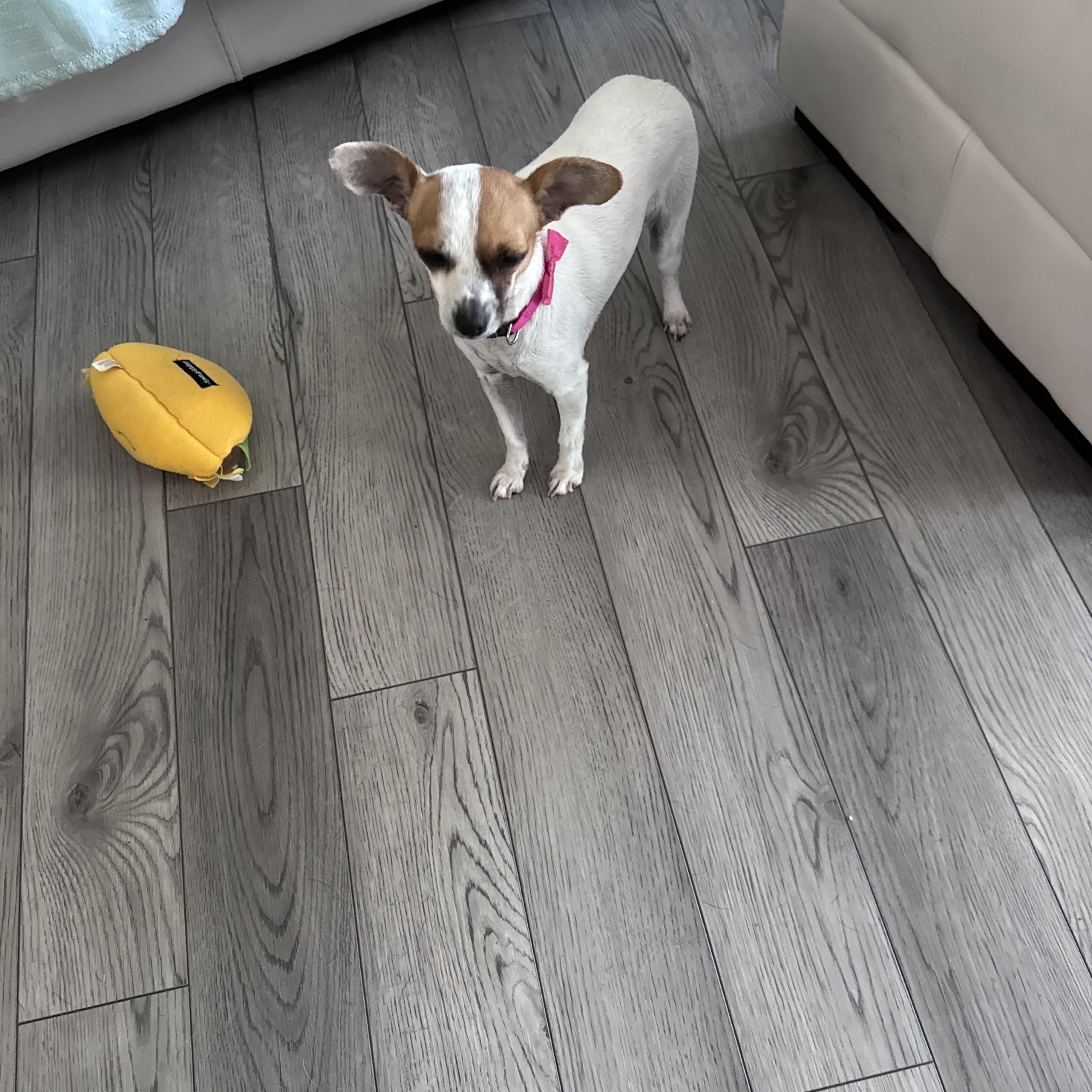 Tinkerbelle, an adopted Chihuahua in Maitland, FL image 1/3