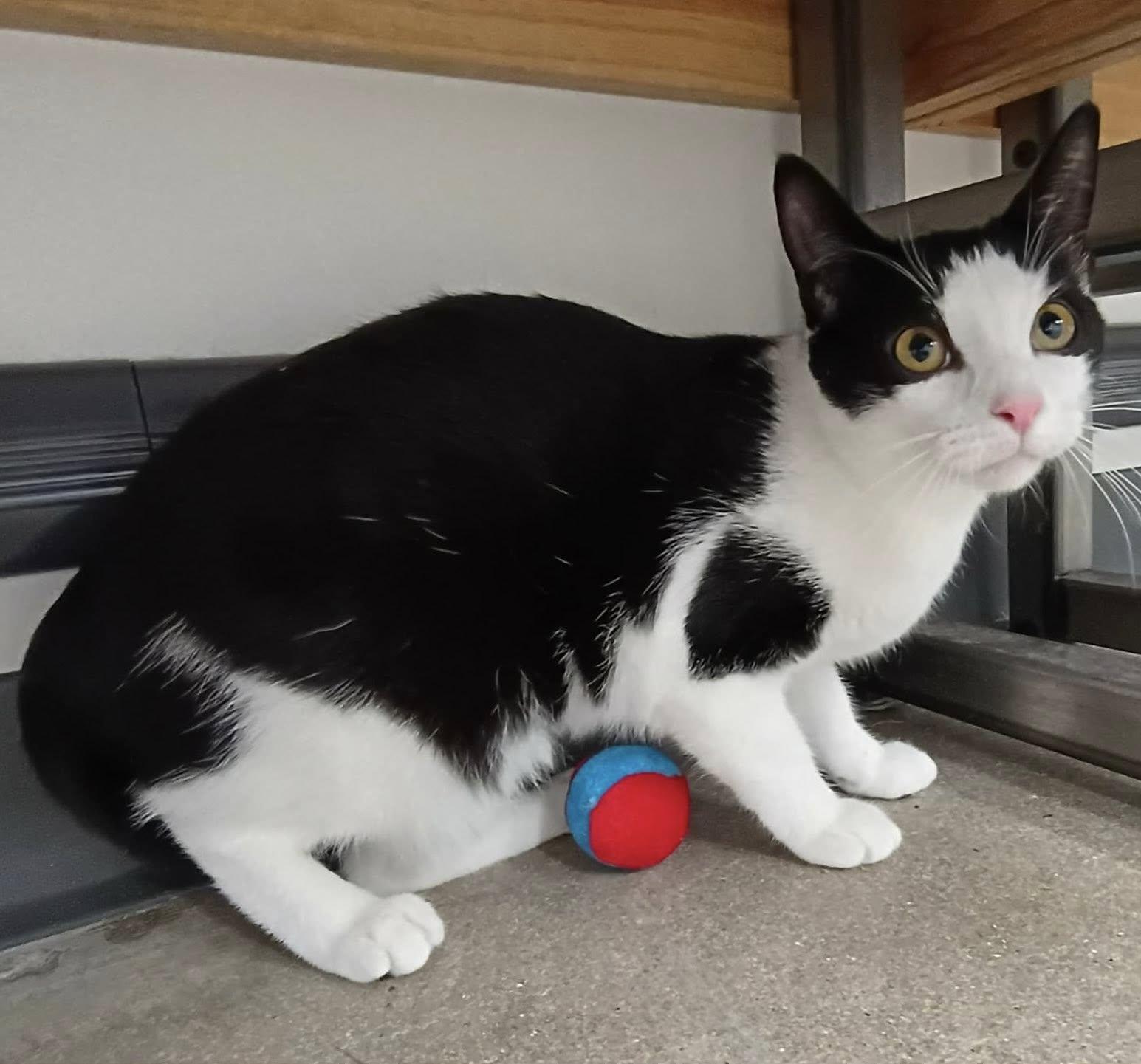 Enlarge Polliwog, a ADOPTABLE Domestic Short Hair in Morgantown, WV image 1/3