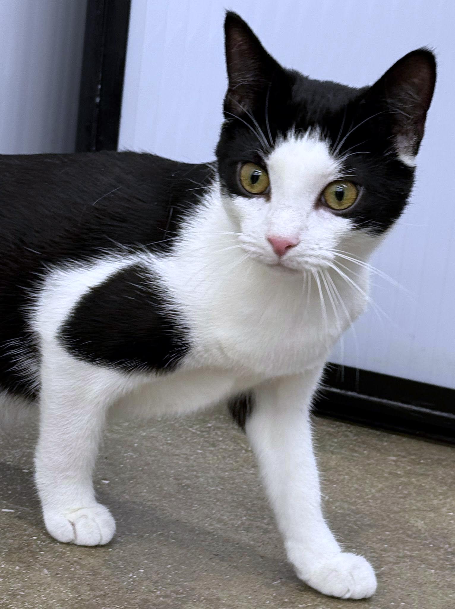 Polliwog, ADOPTABLE, Young Female Domestic Short Hair.