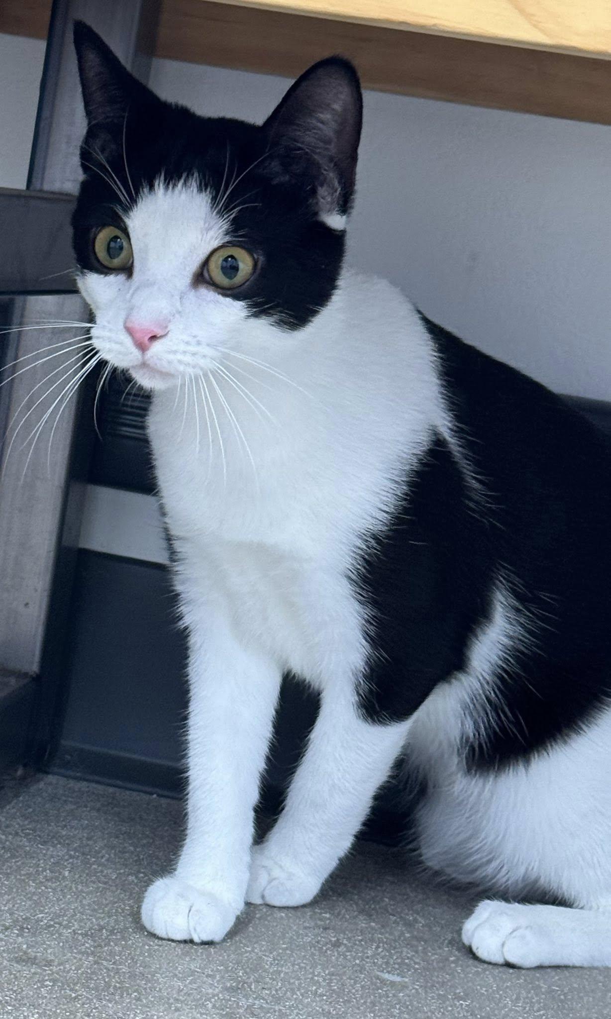 Enlarge Polliwog, a ADOPTABLE Domestic Short Hair in Morgantown, WV image 2/3