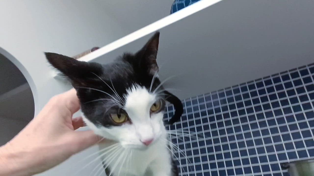 Enlarge Polliwog, a ADOPTABLE Domestic Short Hair in Morgantown, WV video 5/5