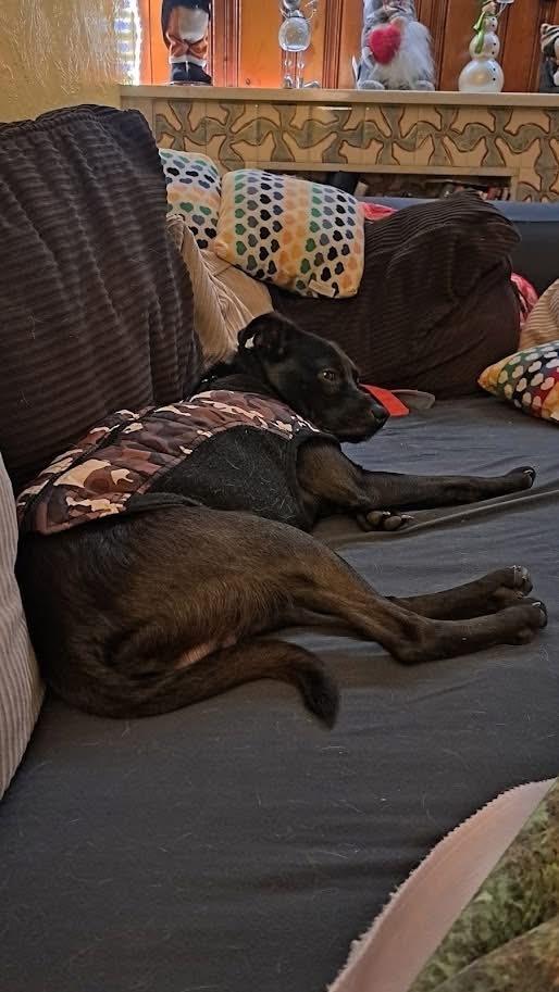 Arlo, Adoptable, Puppy Male Mixed Breed.