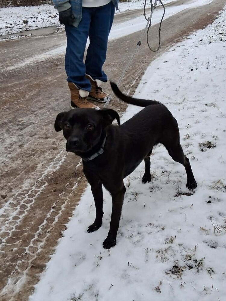 Enlarge Arlo, a Adoptable mixed breed in Irwin, PA image 2/6