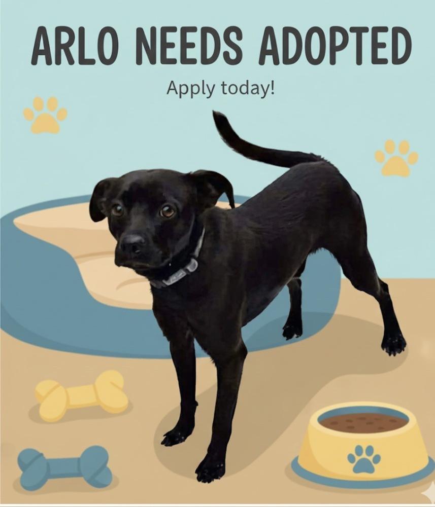 Enlarge Arlo, a Adoptable mixed breed in Irwin, PA image 3/6