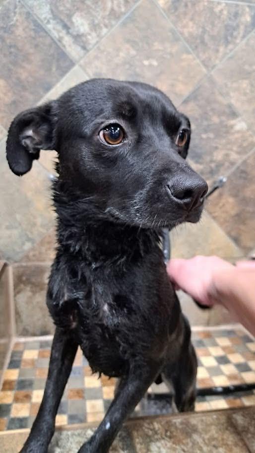 Enlarge Arlo, a Adoptable mixed breed in Irwin, PA image 4/6