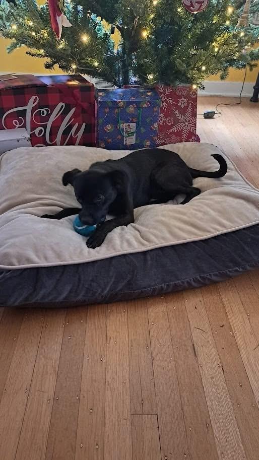 Enlarge Arlo, a Adoptable mixed breed in Irwin, PA image 5/6