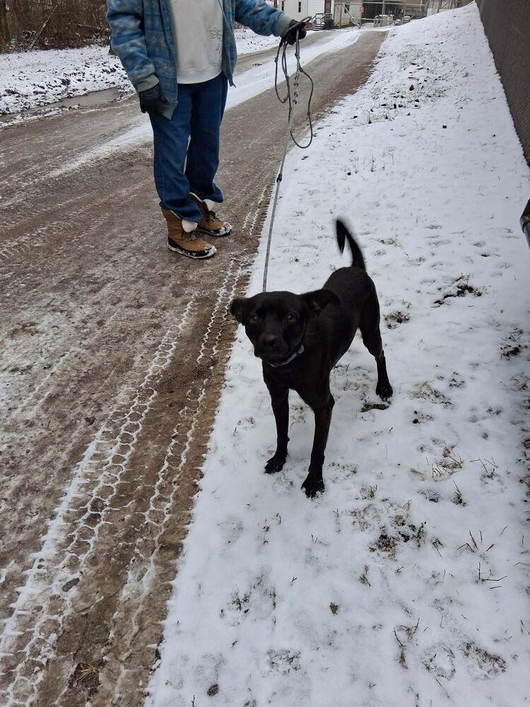 Enlarge Arlo, a Adoptable mixed breed in Irwin, PA image 6/6