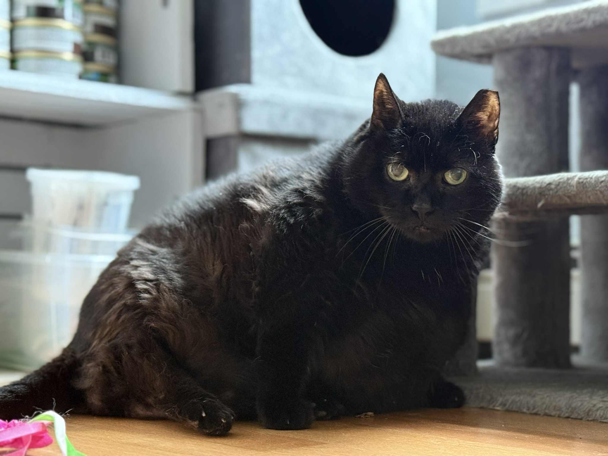 Stewart