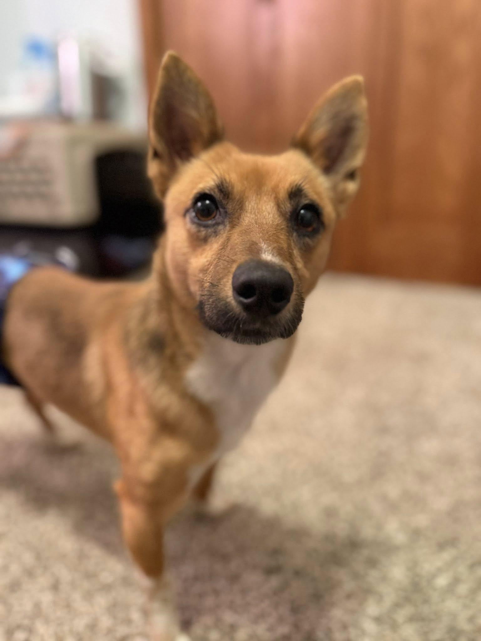 Todd, Adoptable, Adult Male Mixed Breed.