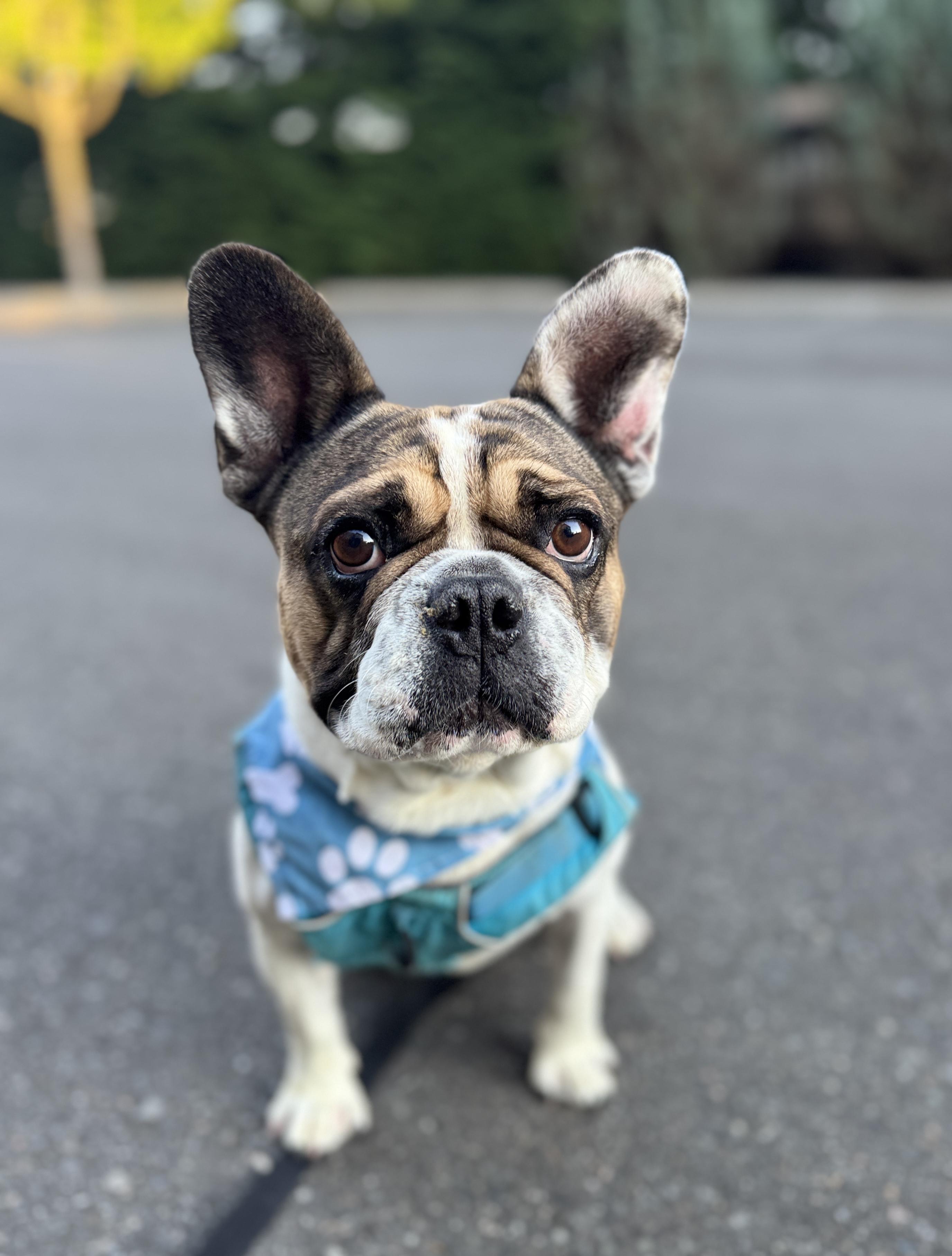 Diesel, Adoptable, Adult Male French Bulldog.