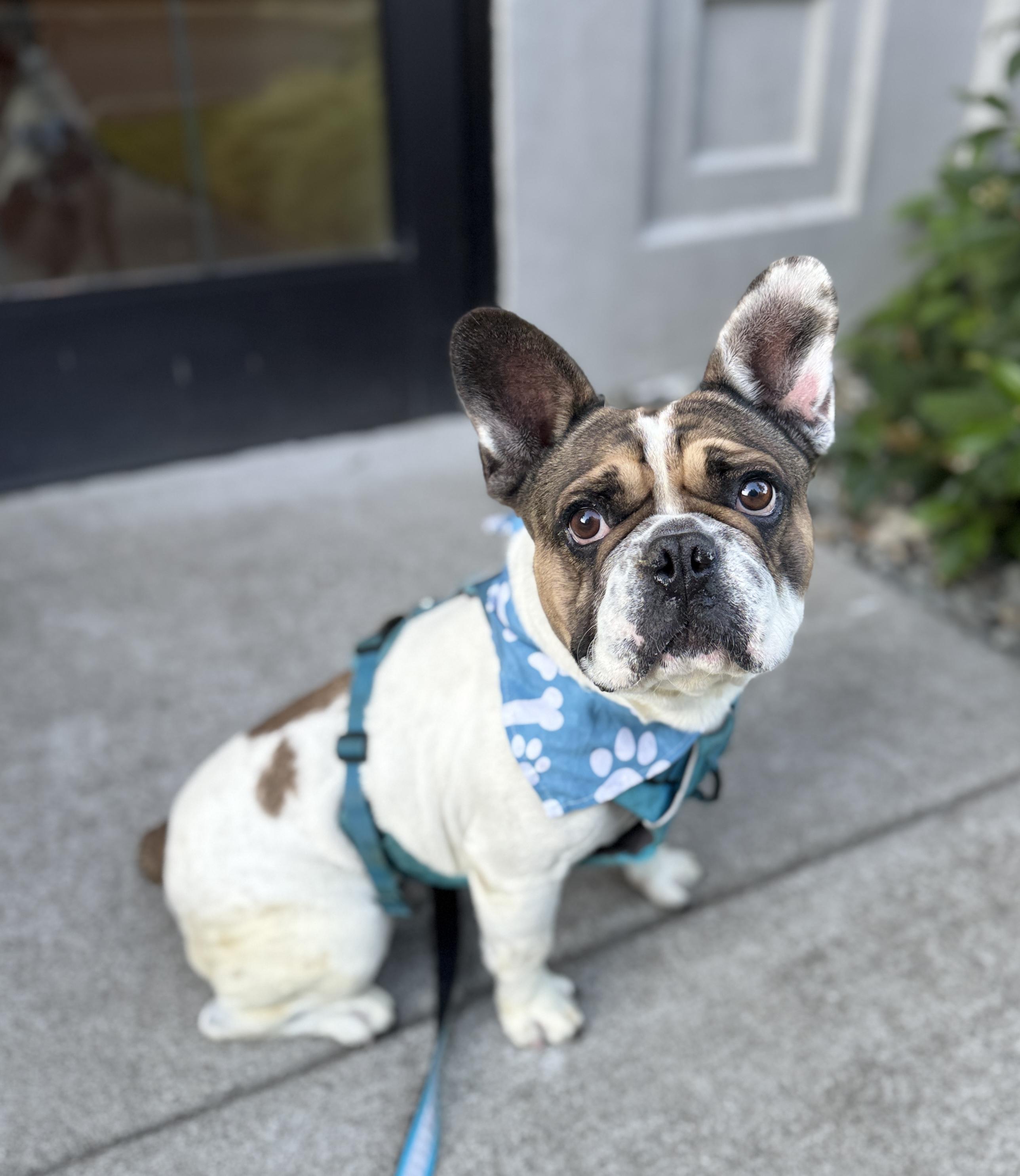 Enlarge Diesel, a Adoptable French Bulldog in lynnwood , WA image 6/6