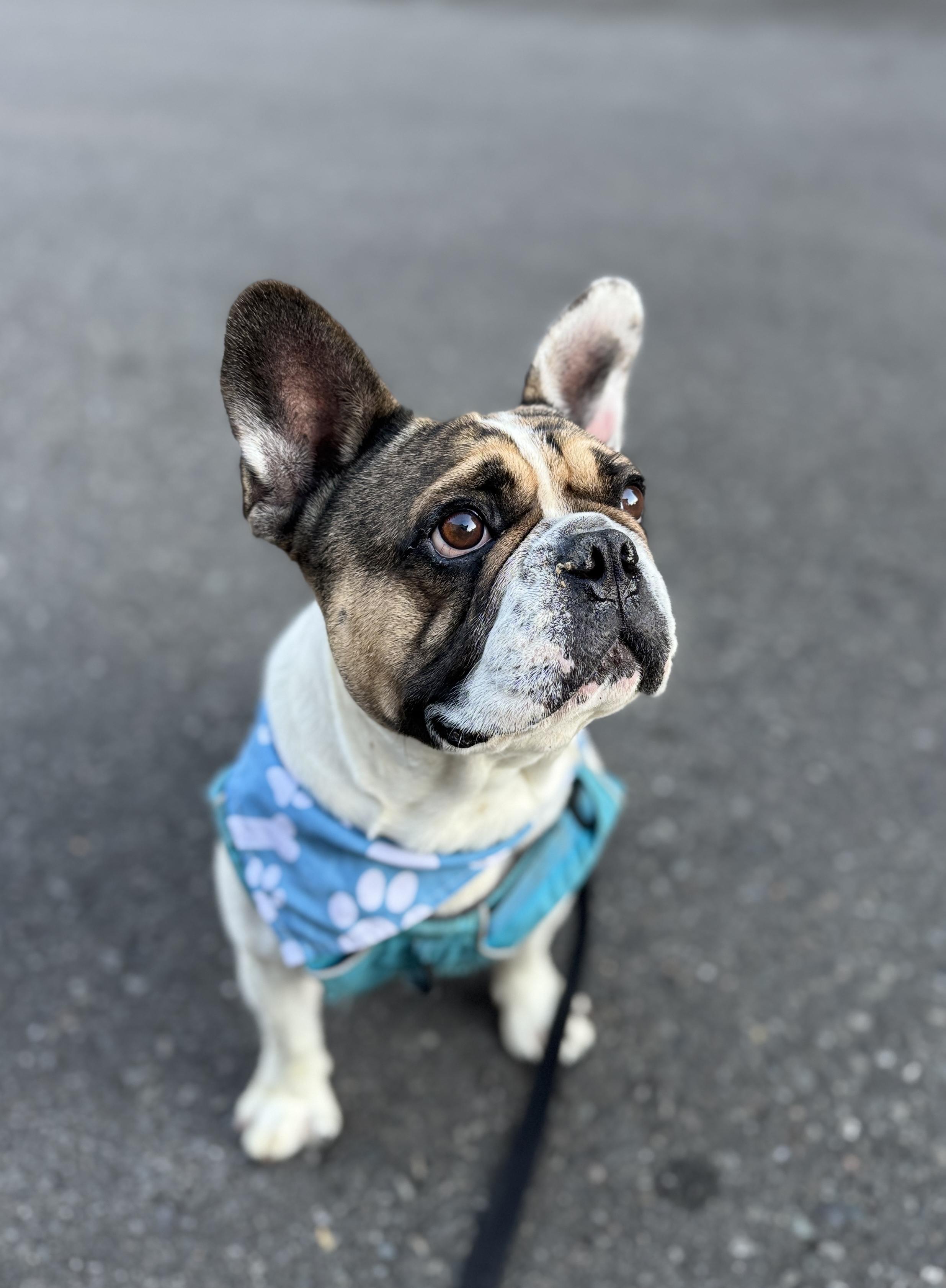 Enlarge Diesel, a Adoptable French Bulldog in lynnwood , WA image 5/6