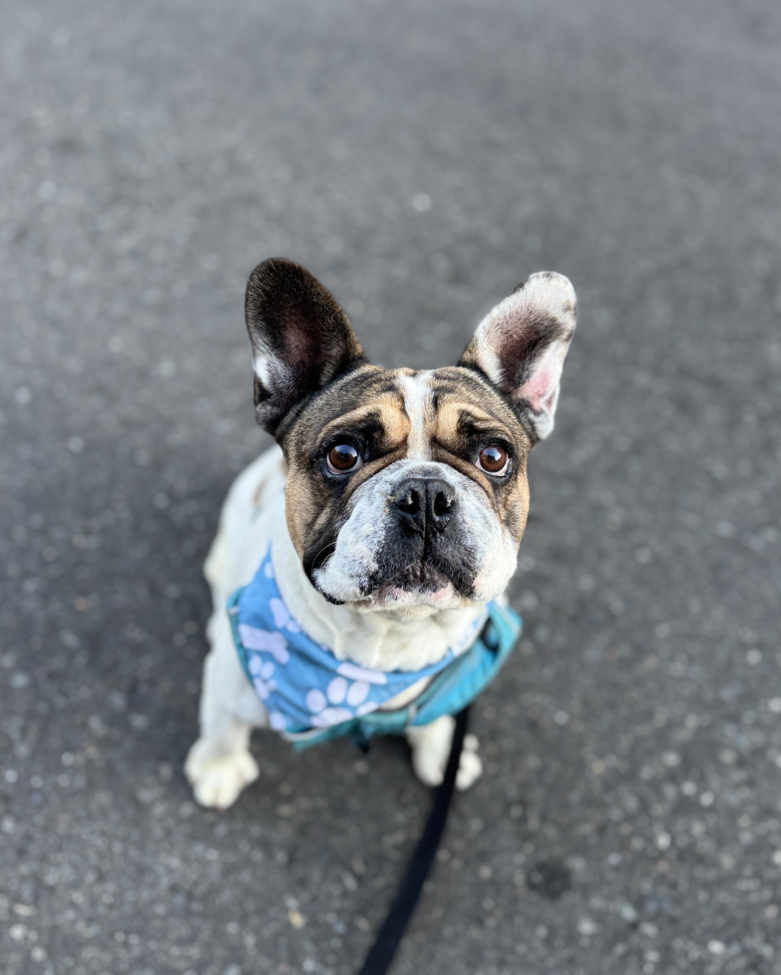 Enlarge Diesel, a Adoptable French Bulldog in lynnwood , WA image 2/6