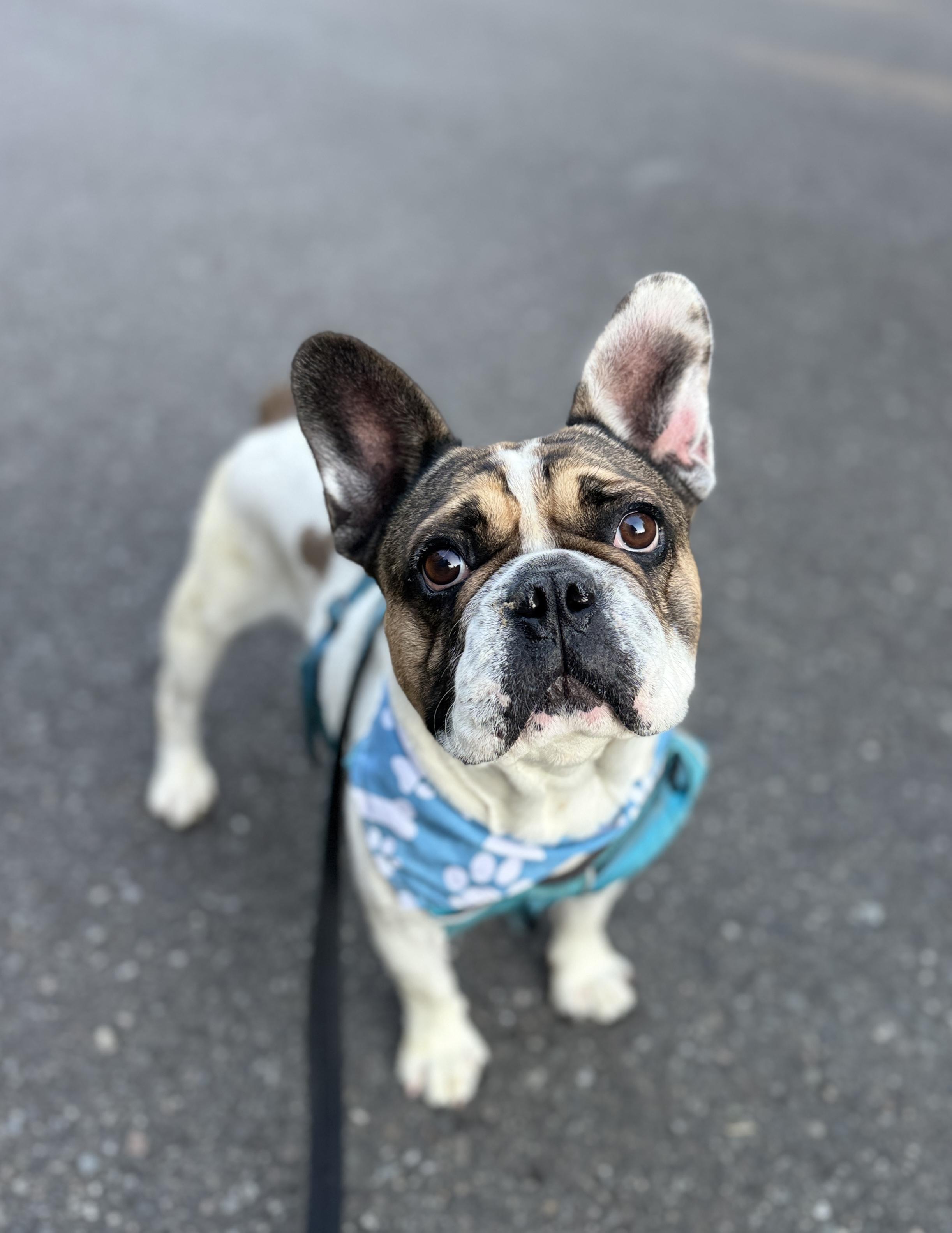 Enlarge Diesel, a Adoptable French Bulldog in lynnwood , WA image 3/6