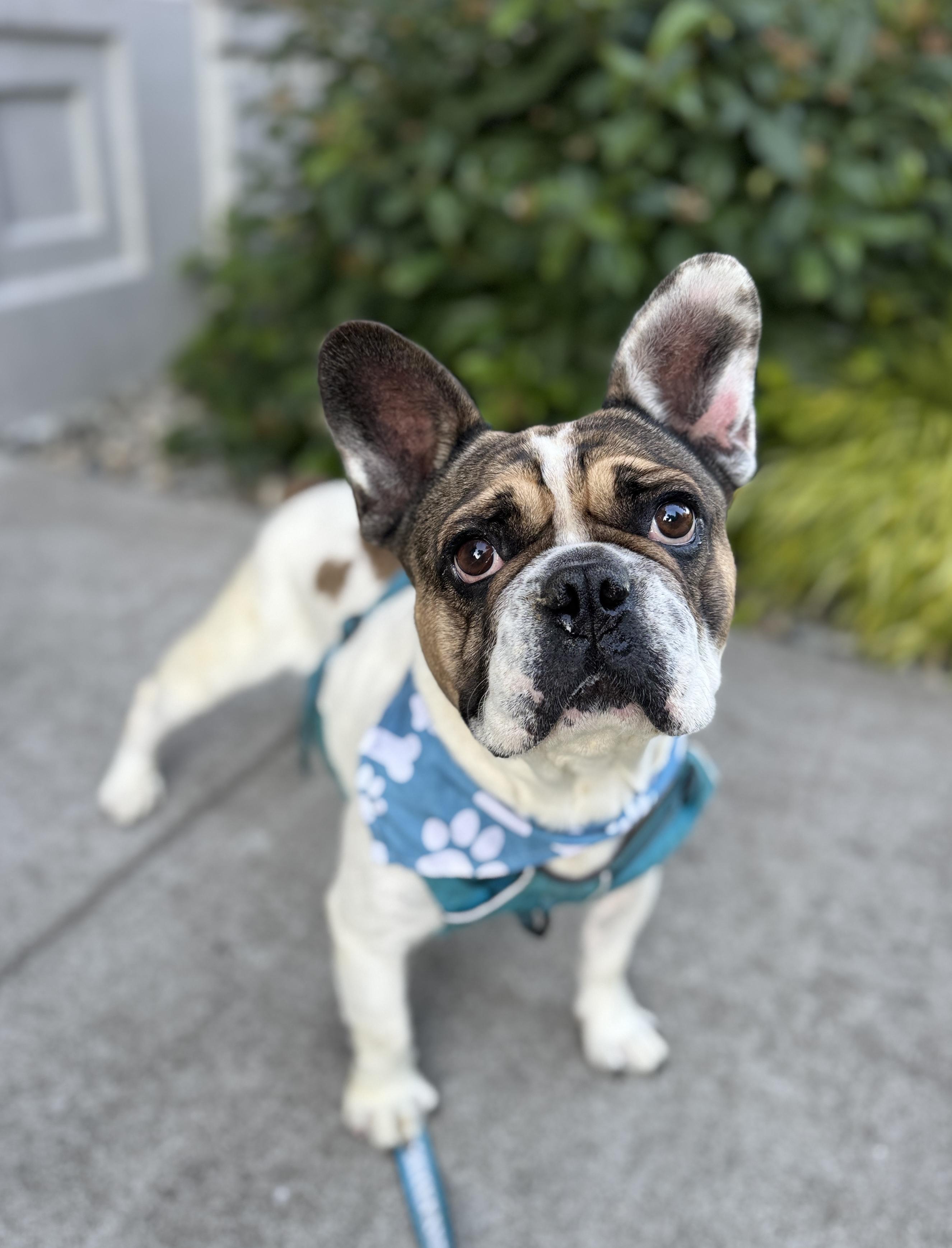 Enlarge Diesel, a Adoptable French Bulldog in lynnwood , WA image 4/6