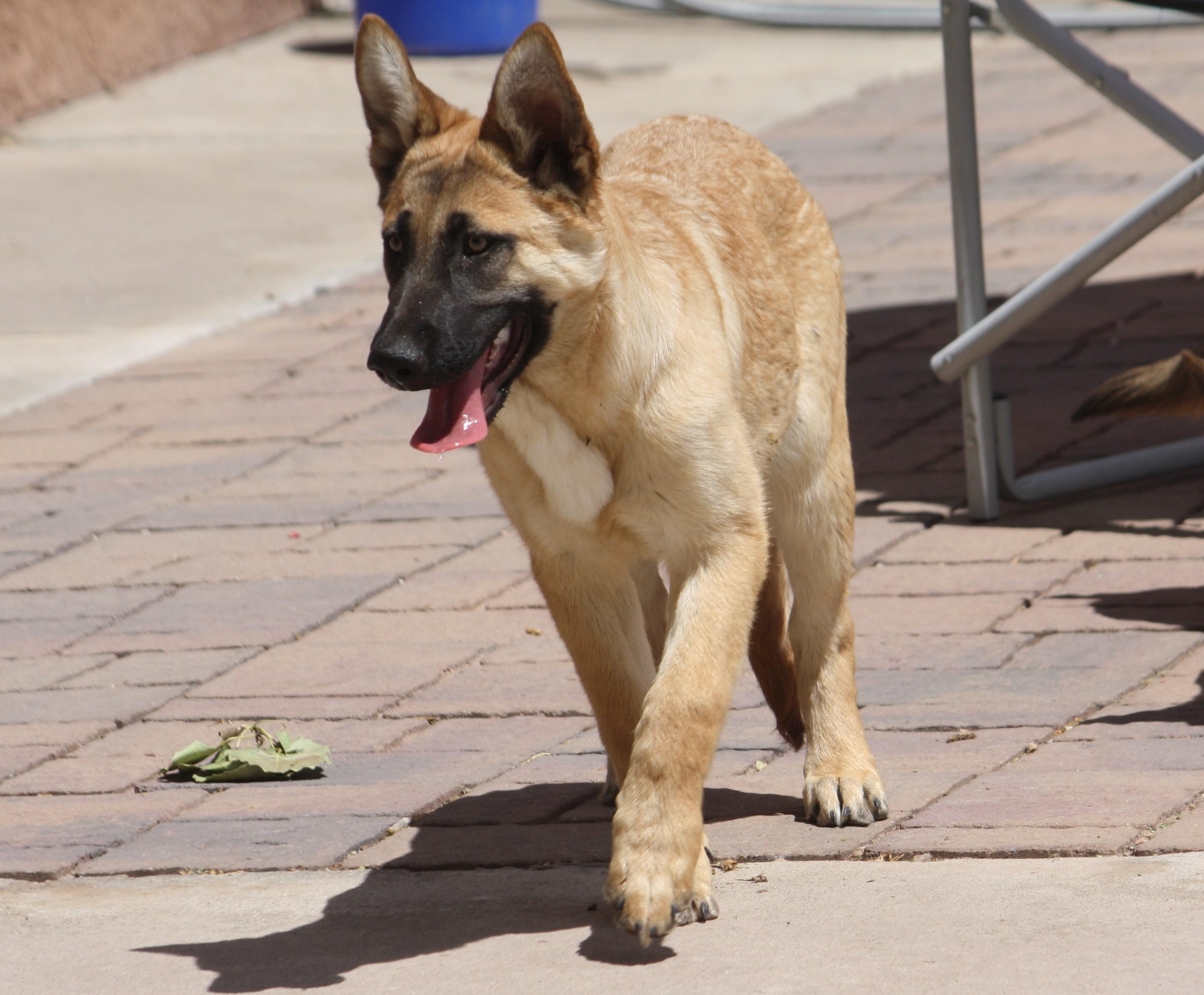 Amy, adopted, Puppy Female German Shepherd Dog.