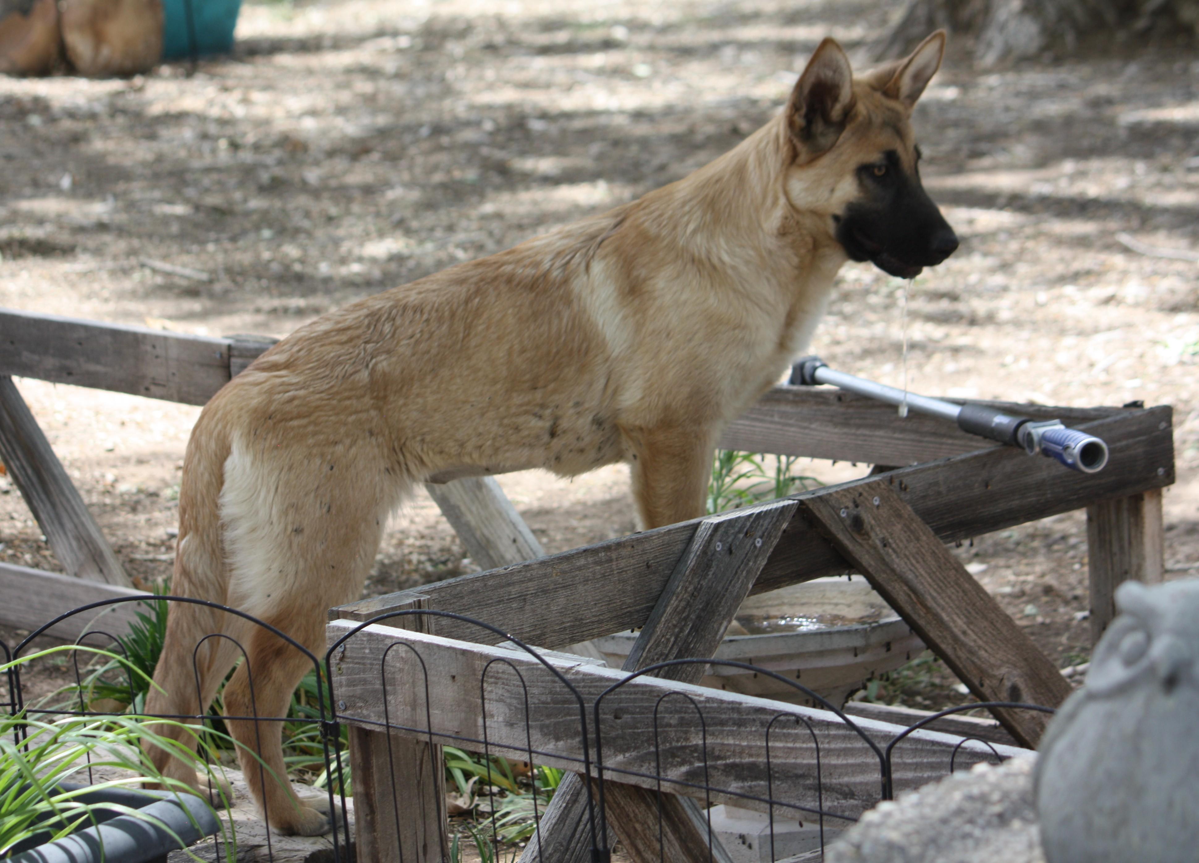 Amy, an adopted German Shepherd Dog in Albuquerque, NM image 2/4