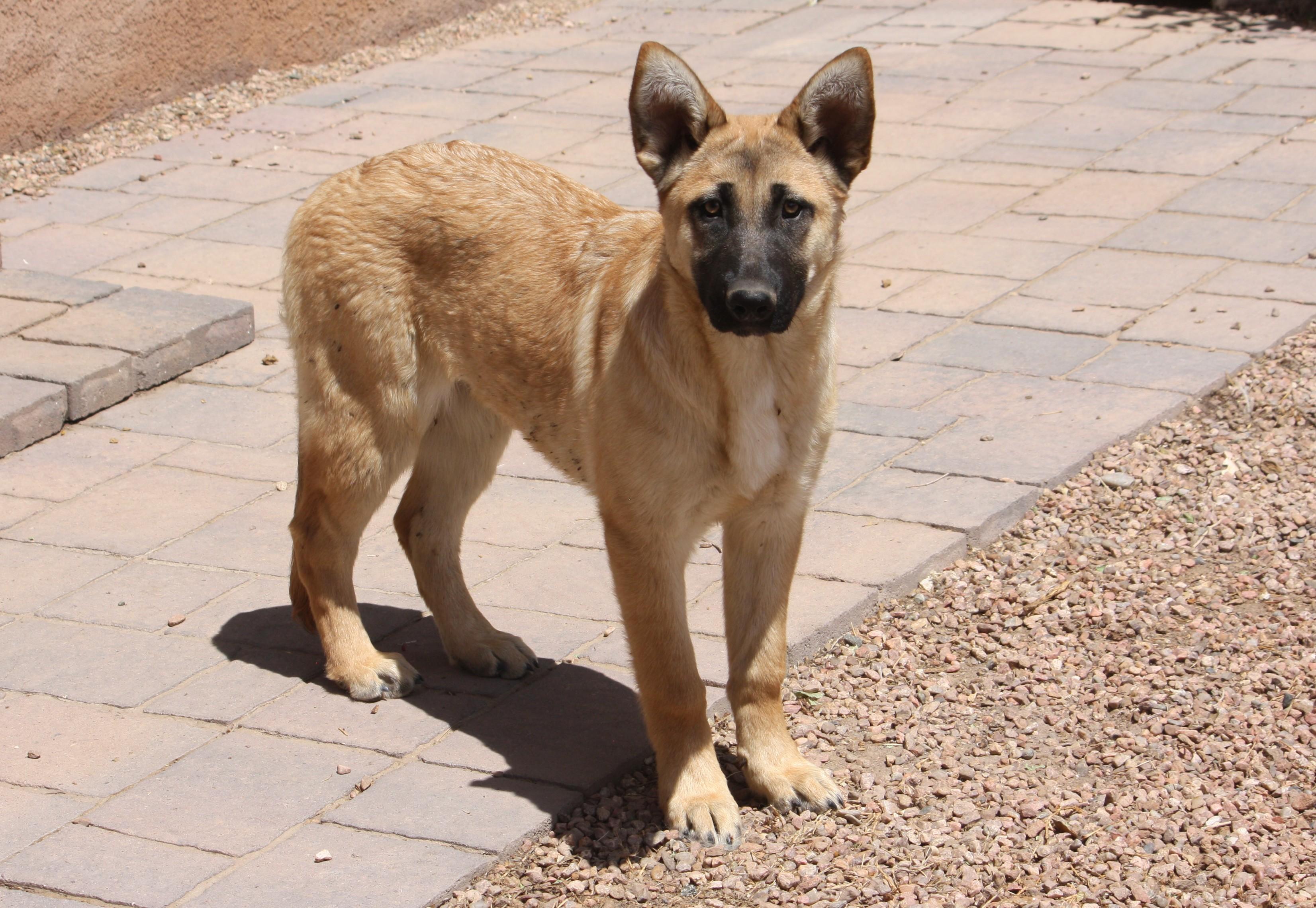Amy, an adopted German Shepherd Dog in Albuquerque, NM image 4/4