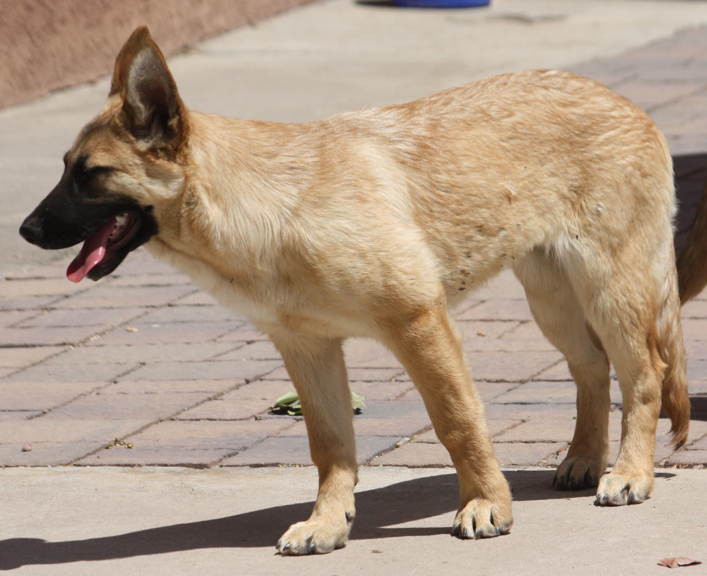 Amy, an adopted German Shepherd Dog in Albuquerque, NM image 3/4