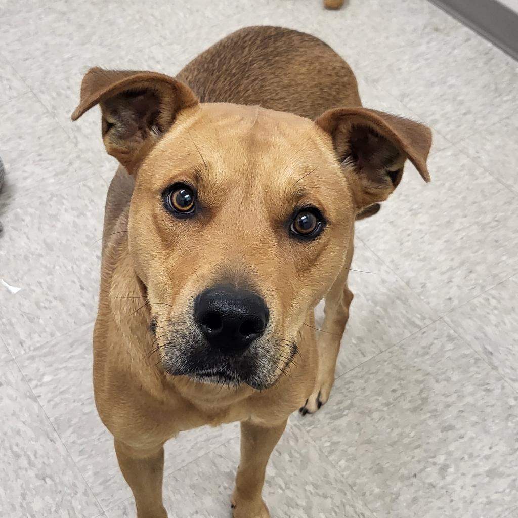 Enlarge Vorhees, a Adoptable mixed breed in Chatham, VA image 2/6