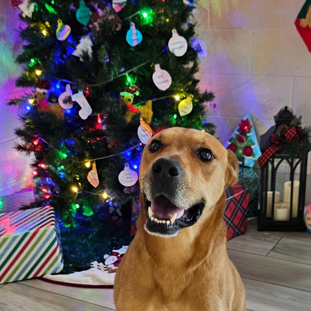 Enlarge Vorhees, a Adoptable mixed breed in Chatham, VA image 3/6