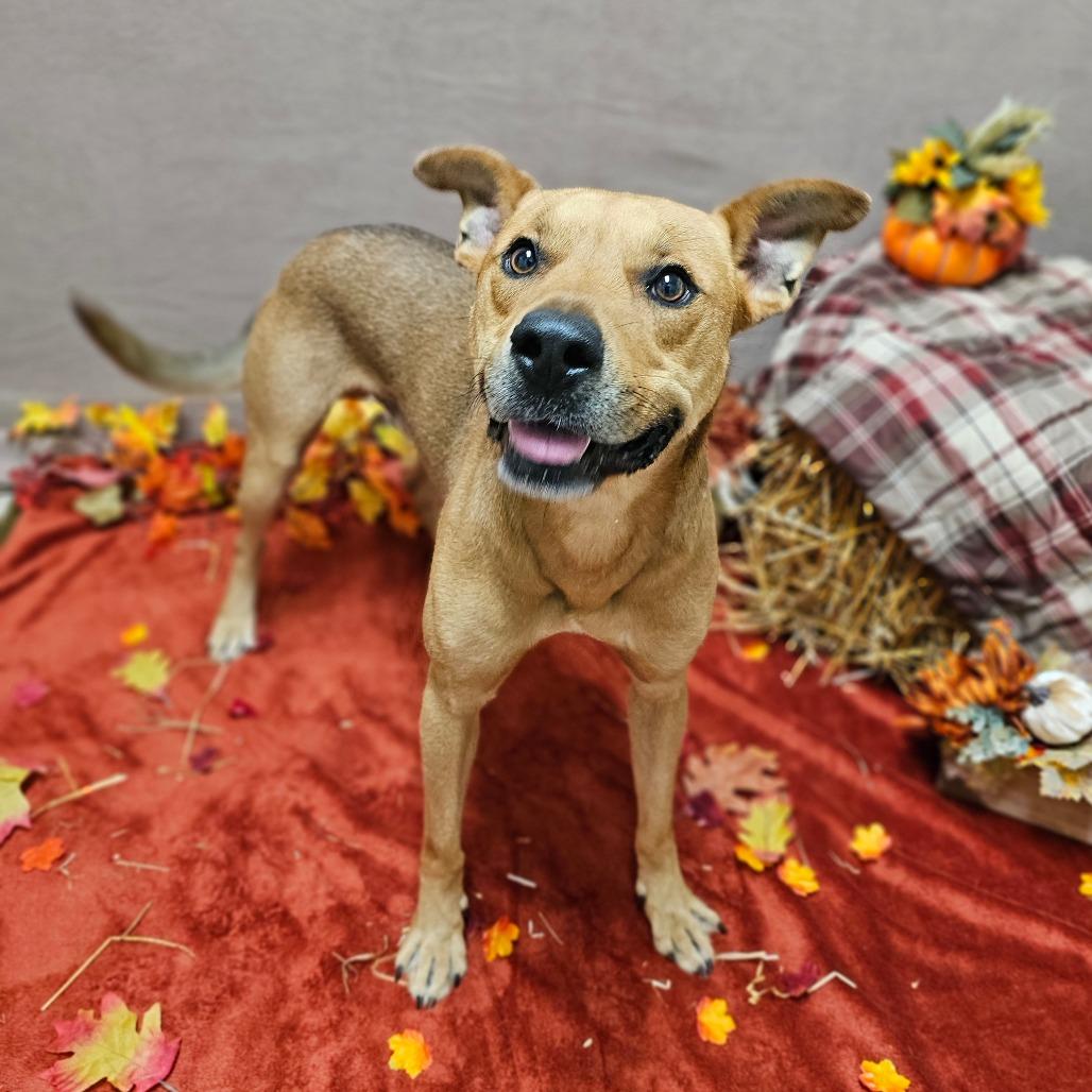 Enlarge Vorhees, a Adoptable mixed breed in Chatham, VA image 6/6