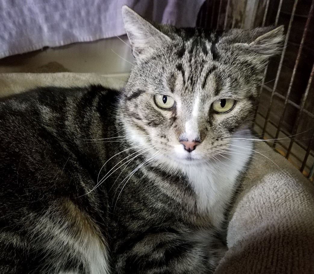 Scootie, a Adoptable mixed breed in Pasadena, CA image 1/6