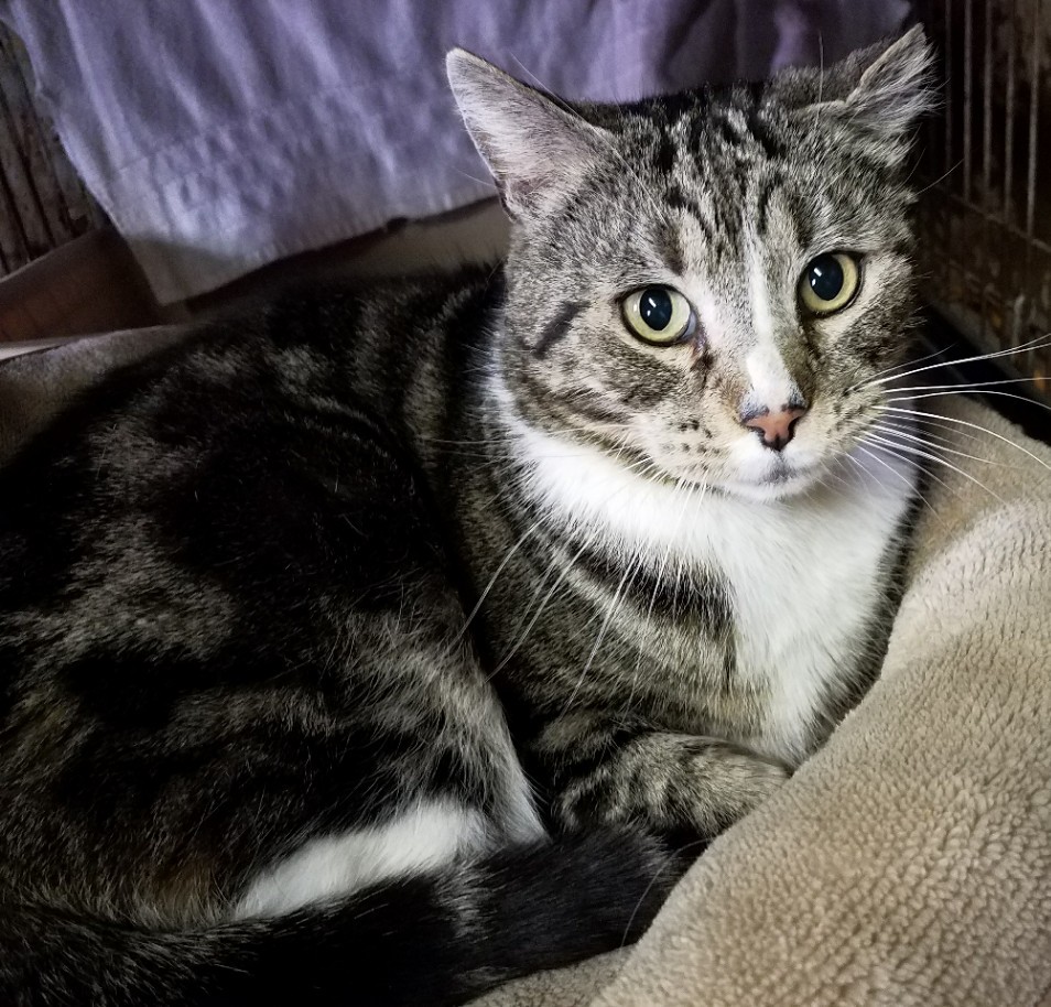 Scootie, a Adoptable mixed breed in Pasadena, CA image 3/6