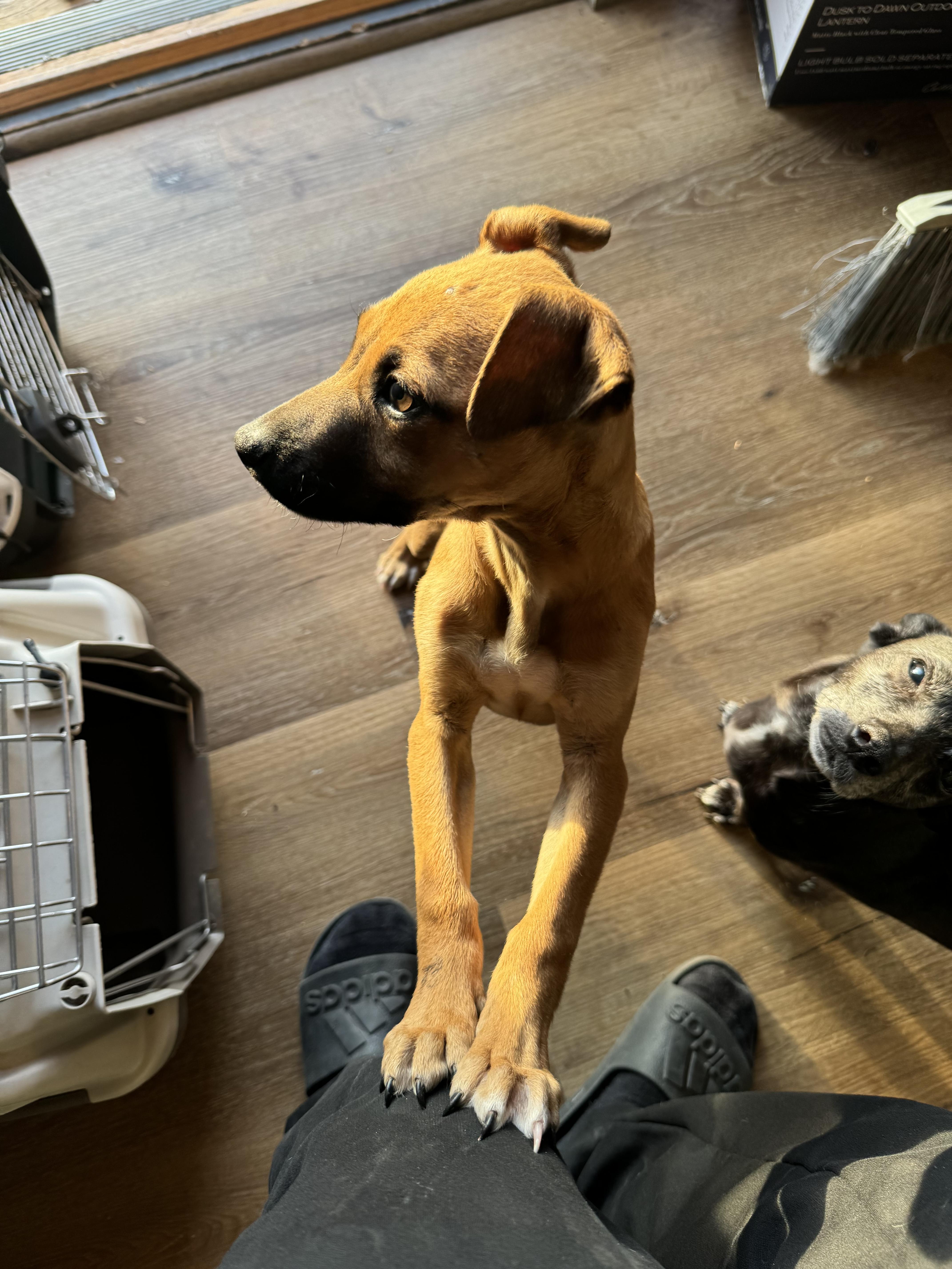 Maple, a Adoptable mixed breed in Chula Vista, CA image 1/3