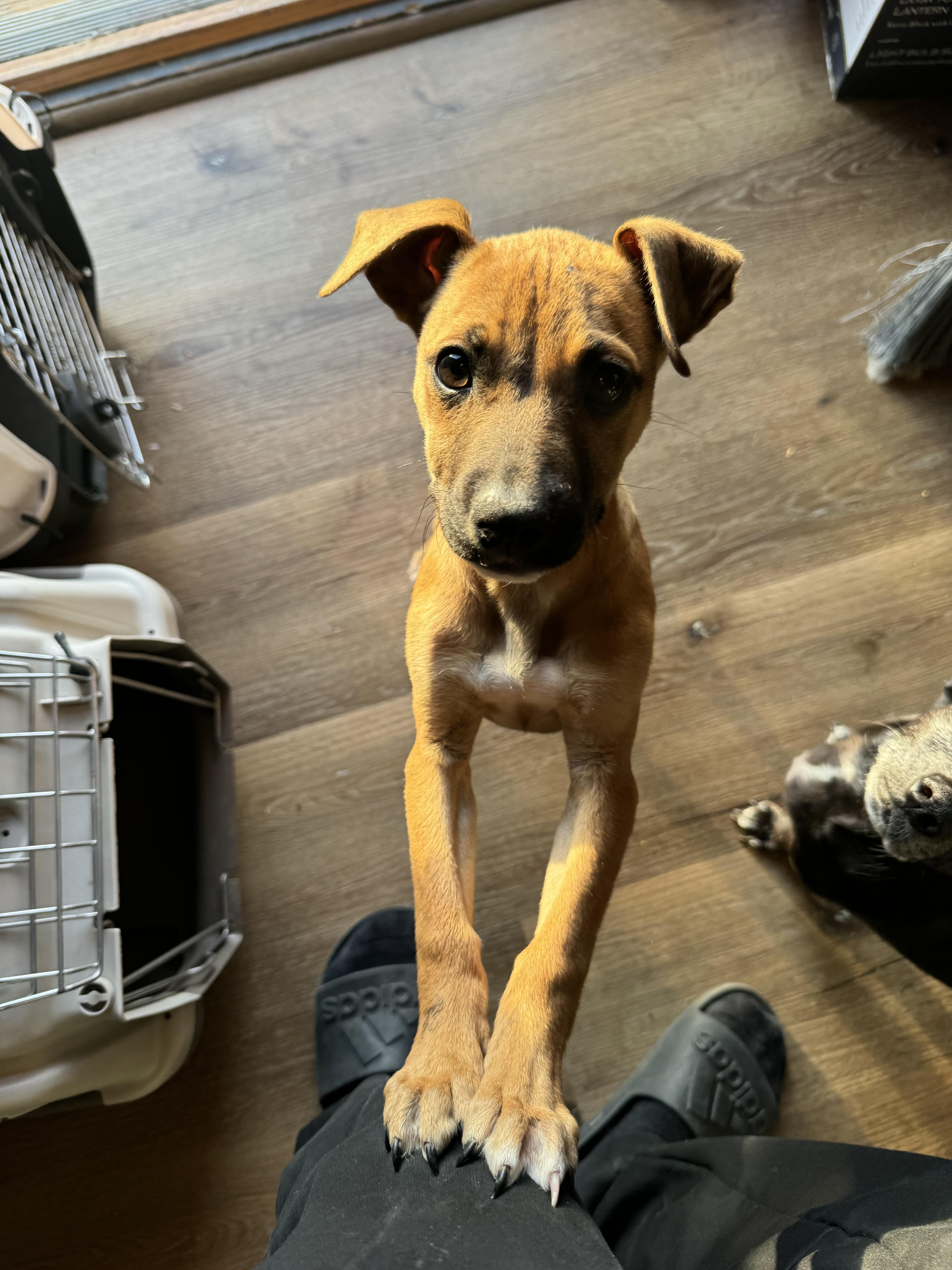 Maple, a Adoptable mixed breed in Chula Vista, CA image 2/3